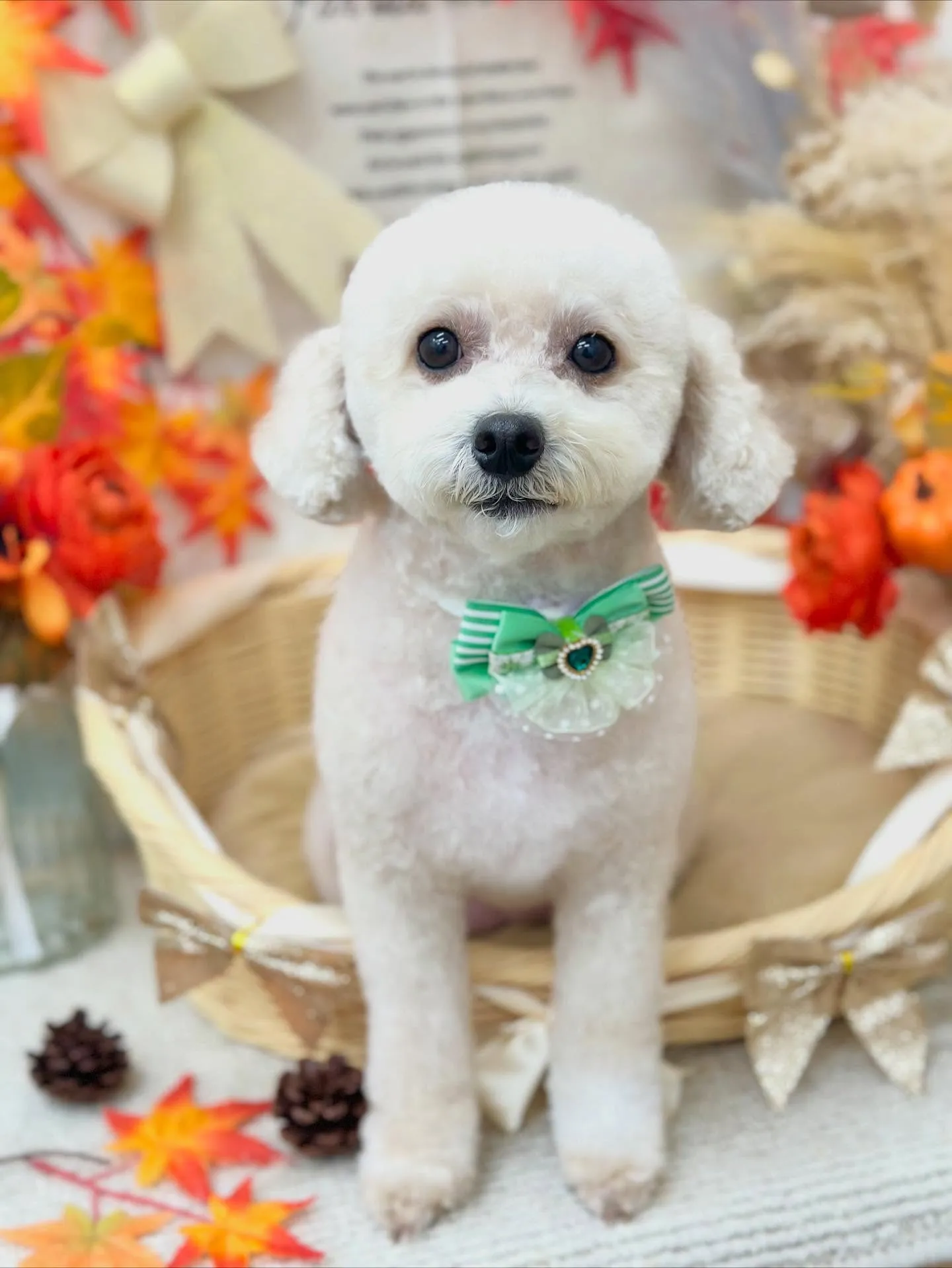 ランちゃん🐻❄️🎀