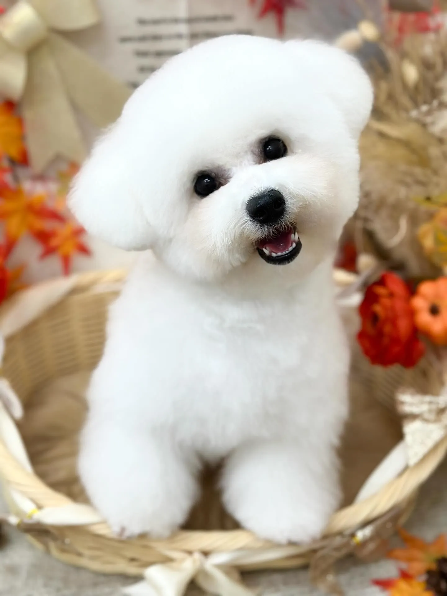 はじめまして🤍あむちゃん🐻‍❄️💭💕