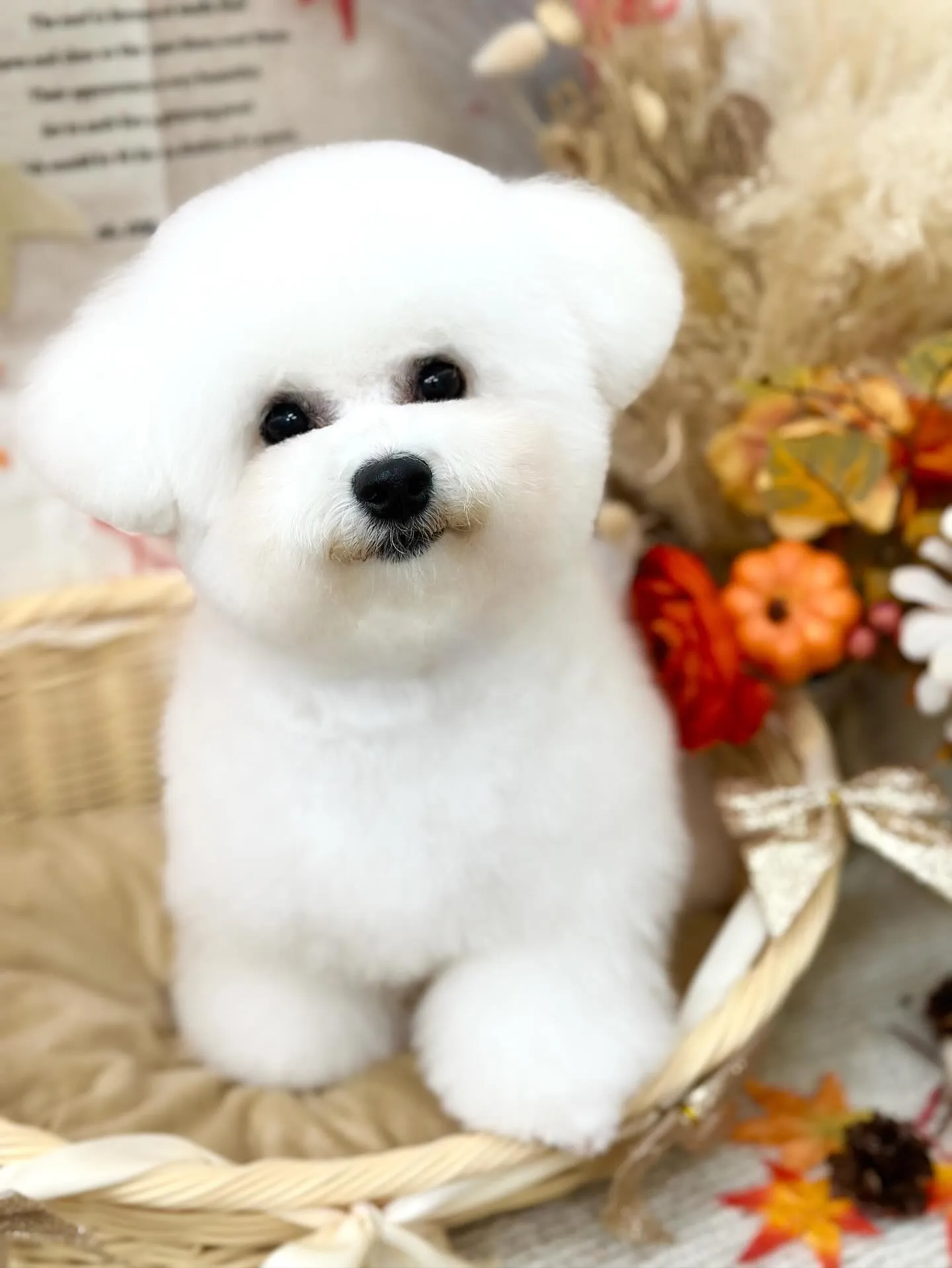 はじめまして🤍あむちゃん🐻‍❄️💭💕