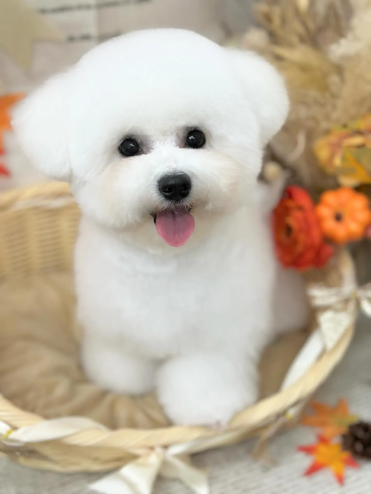 はじめまして🤍あむちゃん🐻‍❄️💭💕