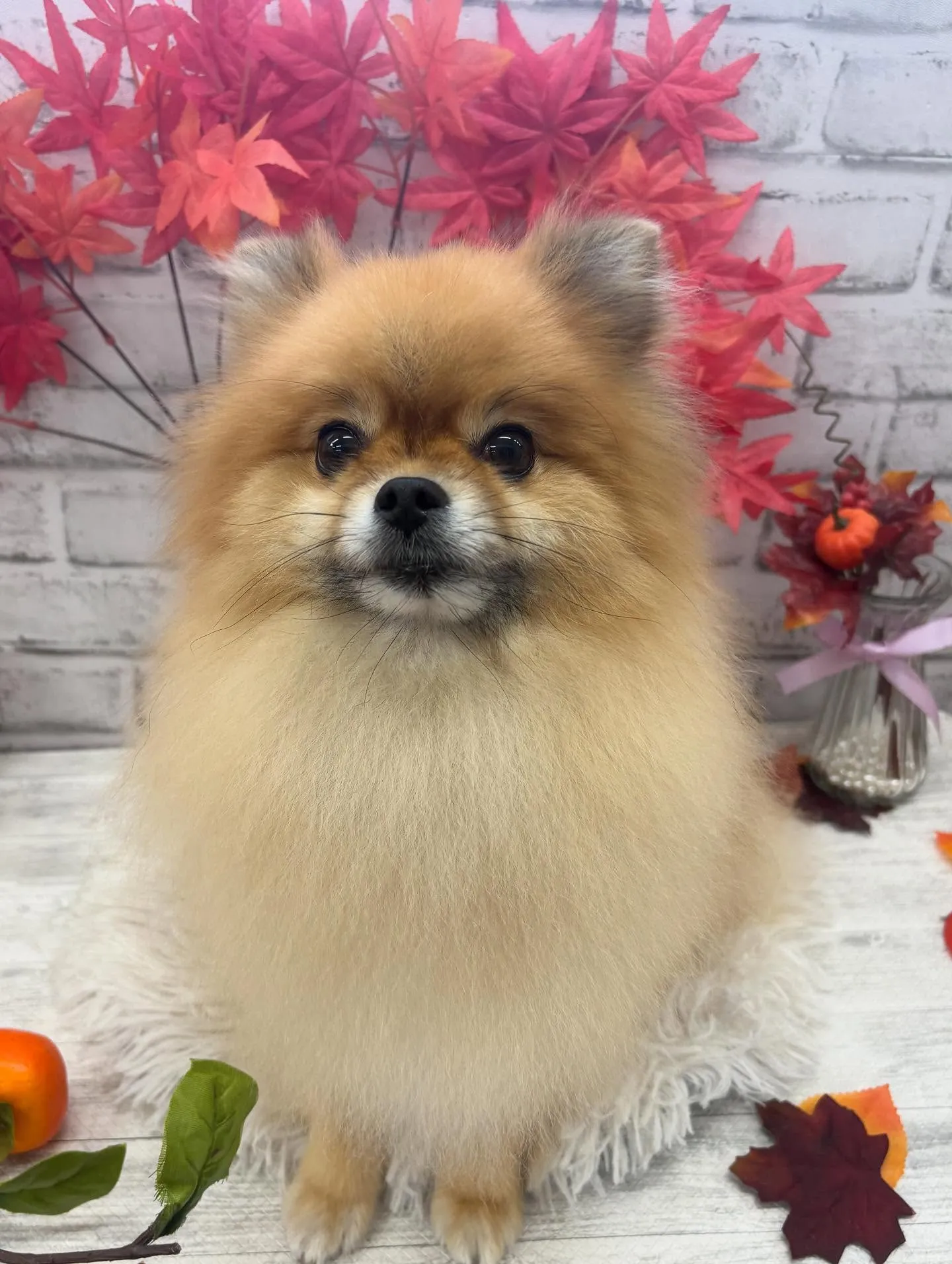 ドルトちゃん💙