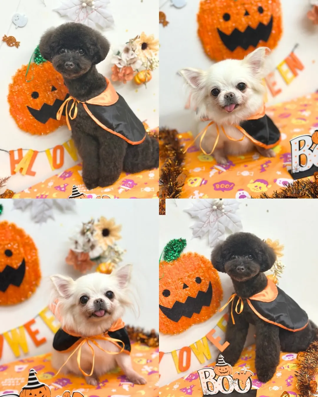 🎃つきくん・すずちゃん🎃