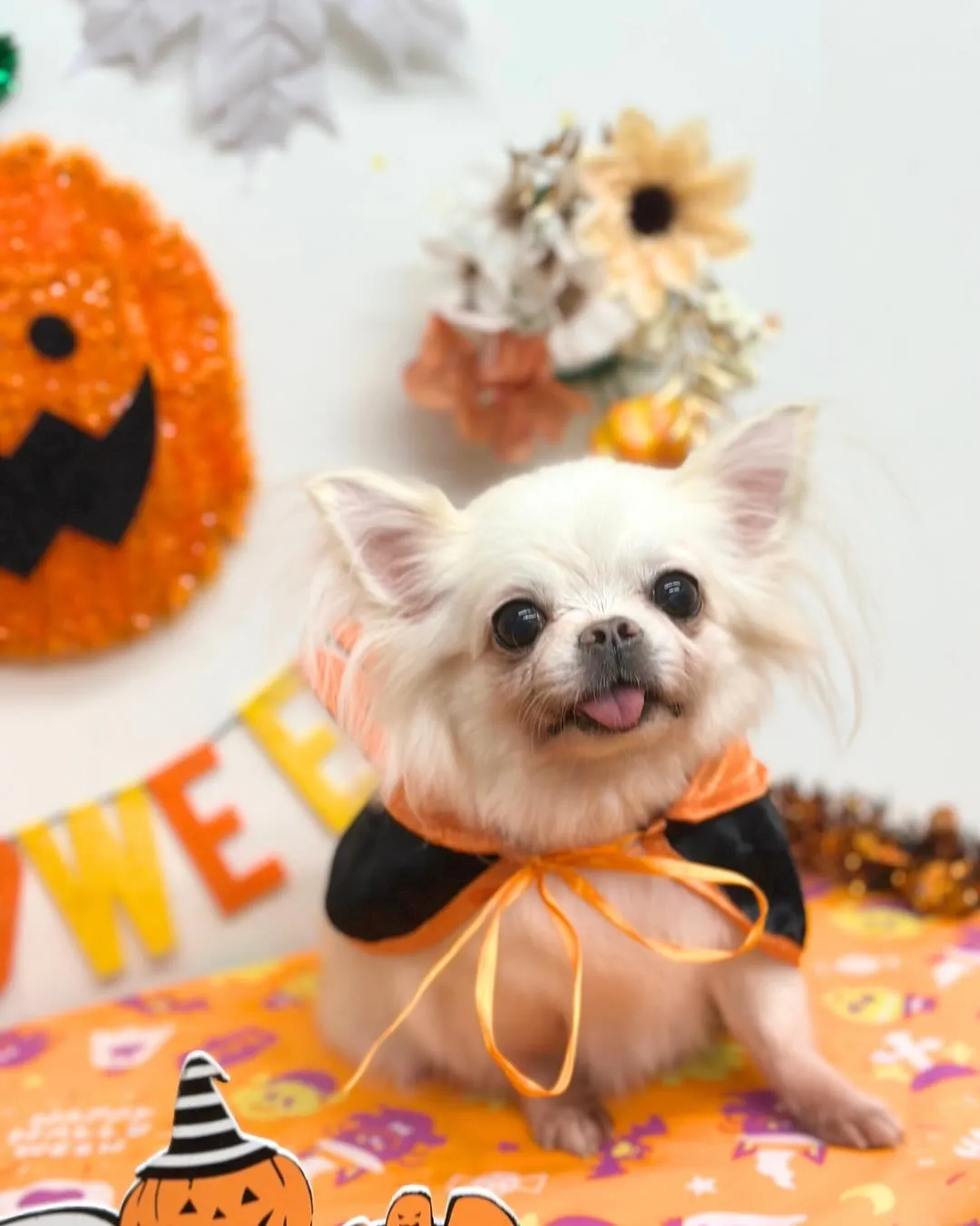 🎃つきくん・すずちゃん🎃