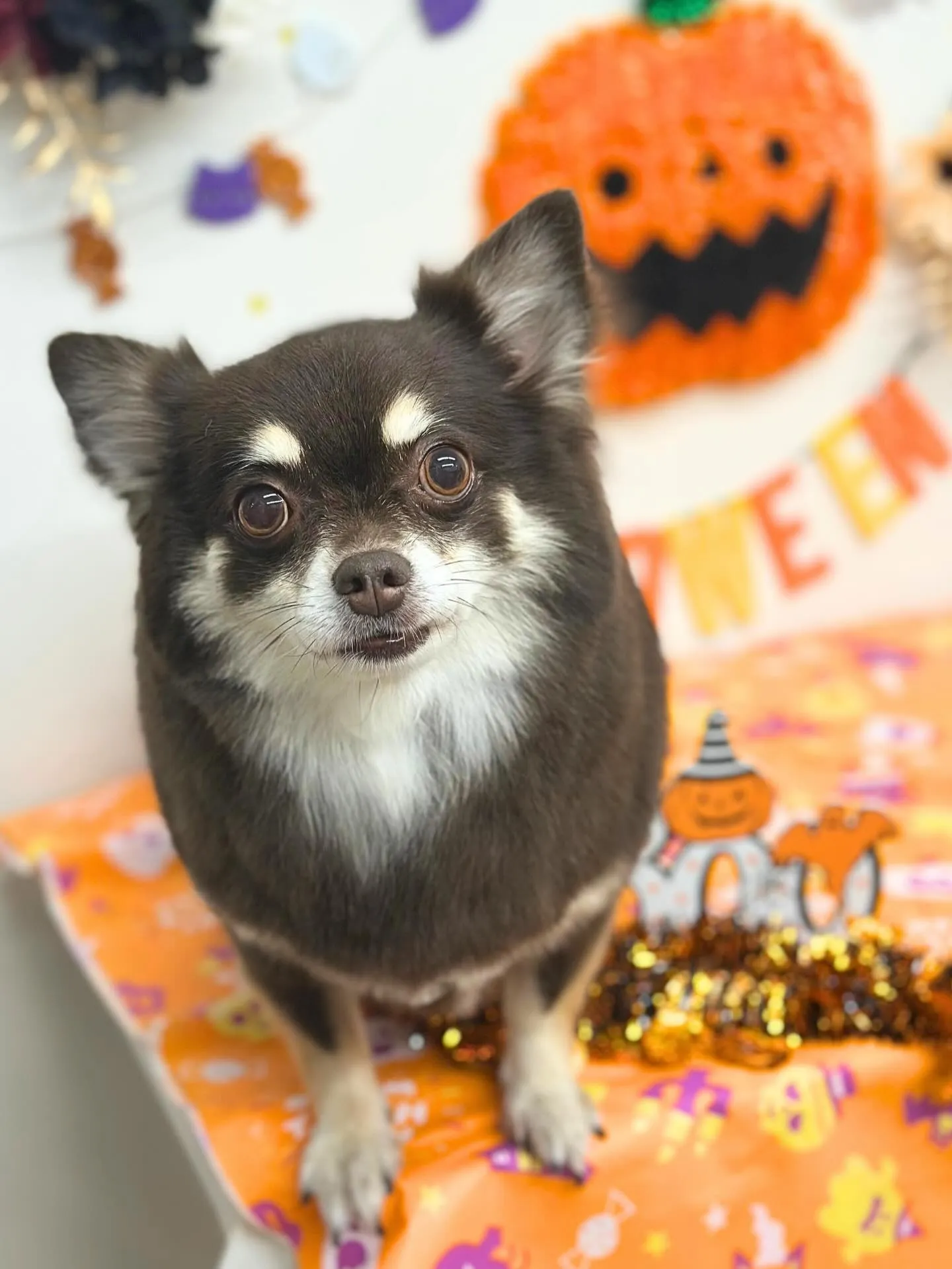 🎃ちっこいちゃん🎃