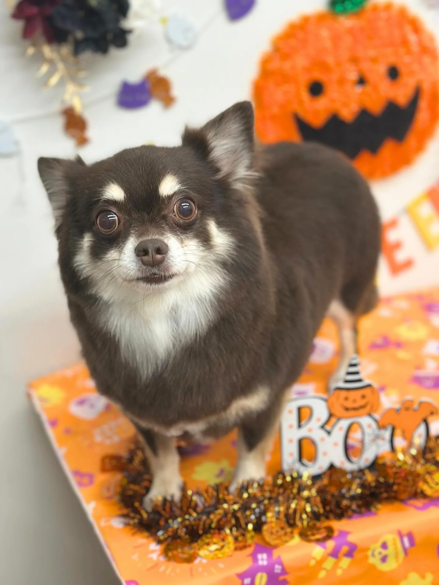 🎃ちっこいちゃん🎃