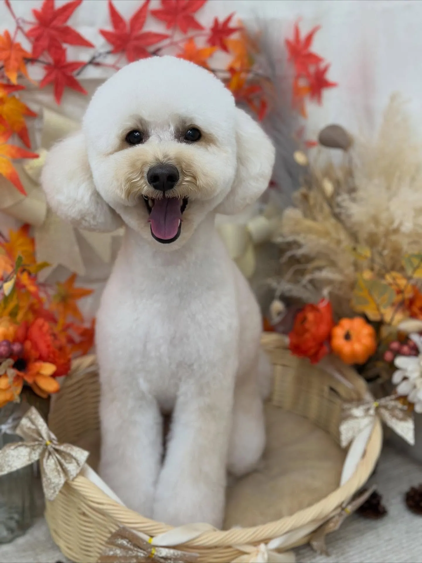 こはくくん🐻‍❄️🩵