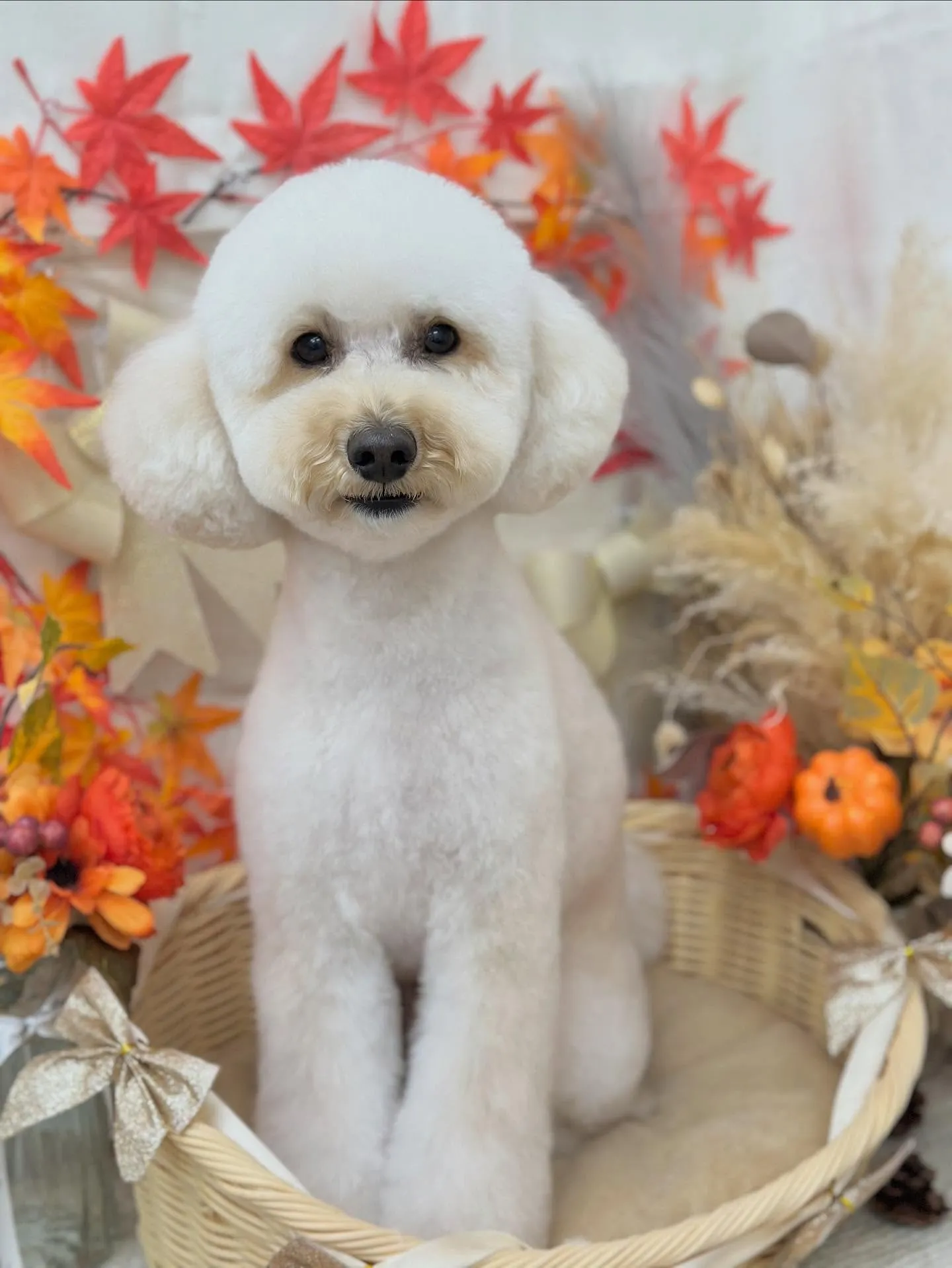 こはくくん🐻‍❄️🩵