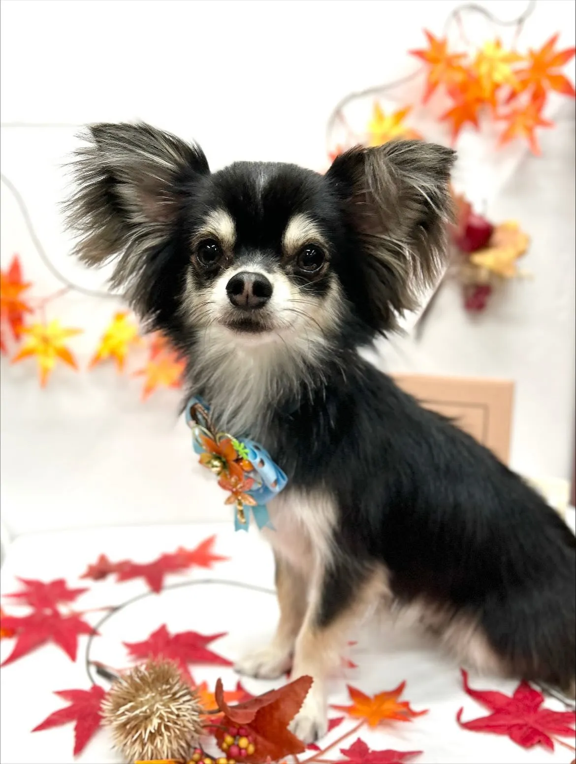 🍁ルイくん🍁