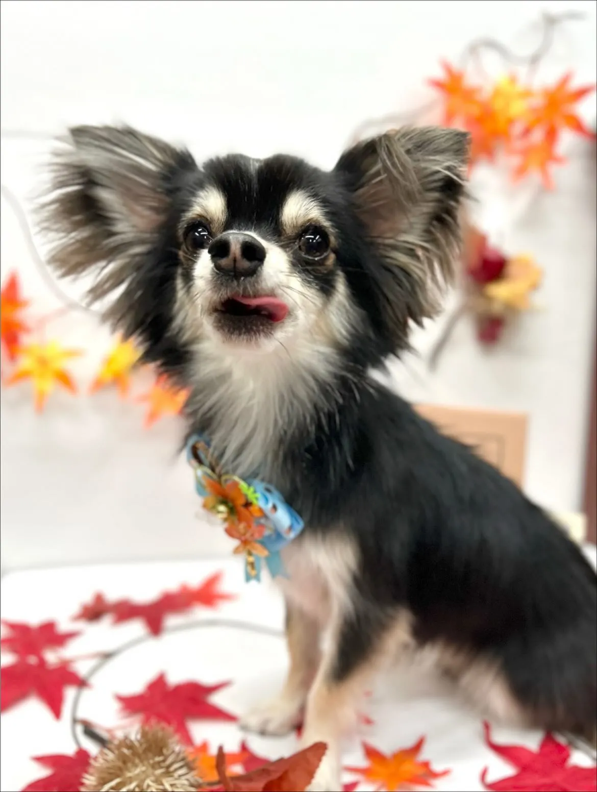 🍁ルイくん🍁