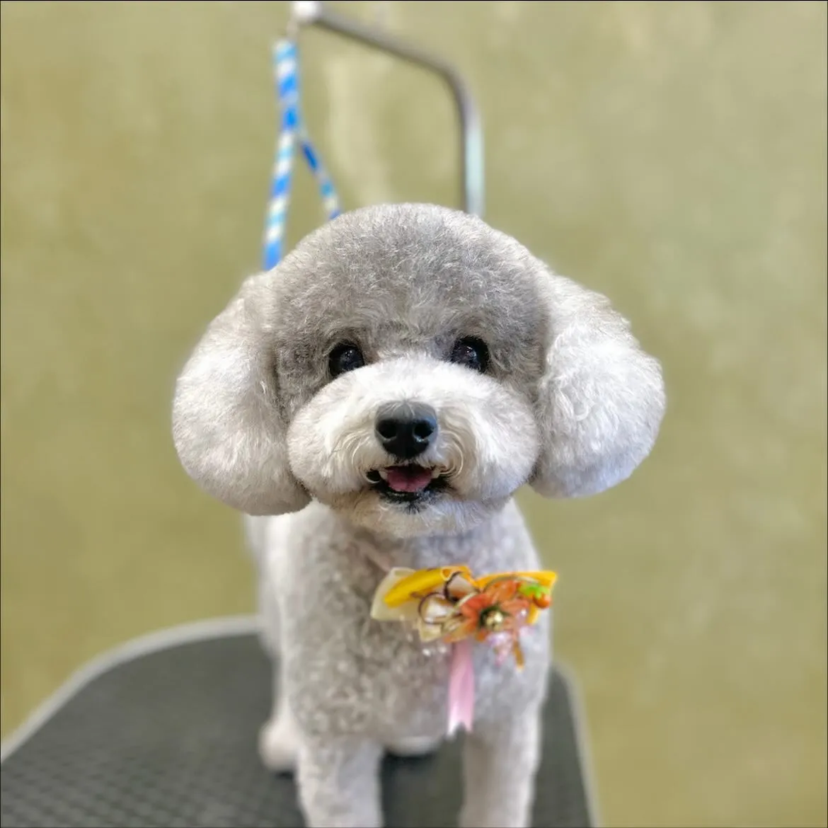 🍁あんずちゃん🍁