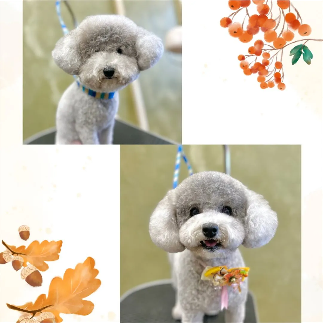 🍁あんずちゃん🍁