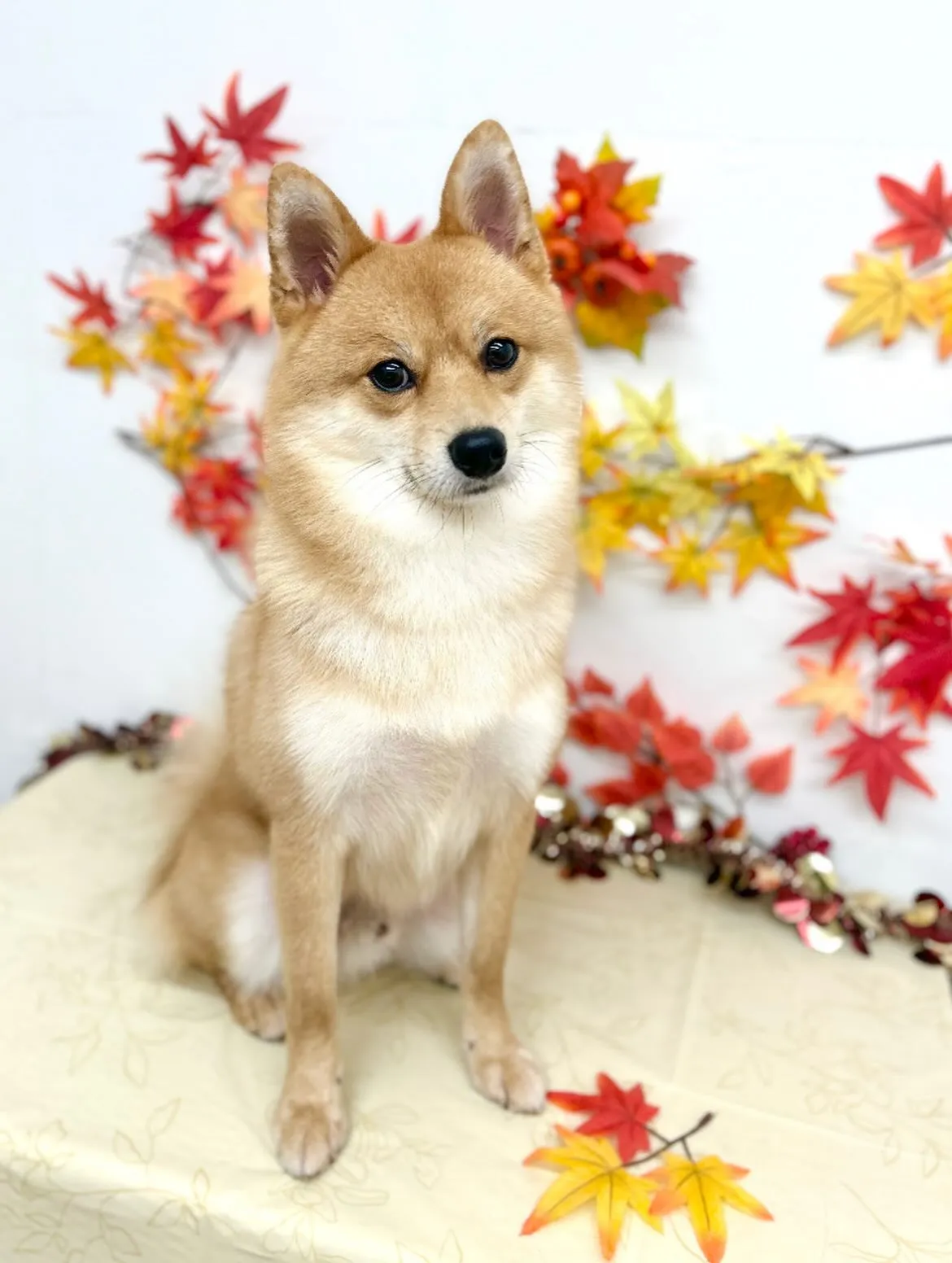 🍁ロキくん🍂