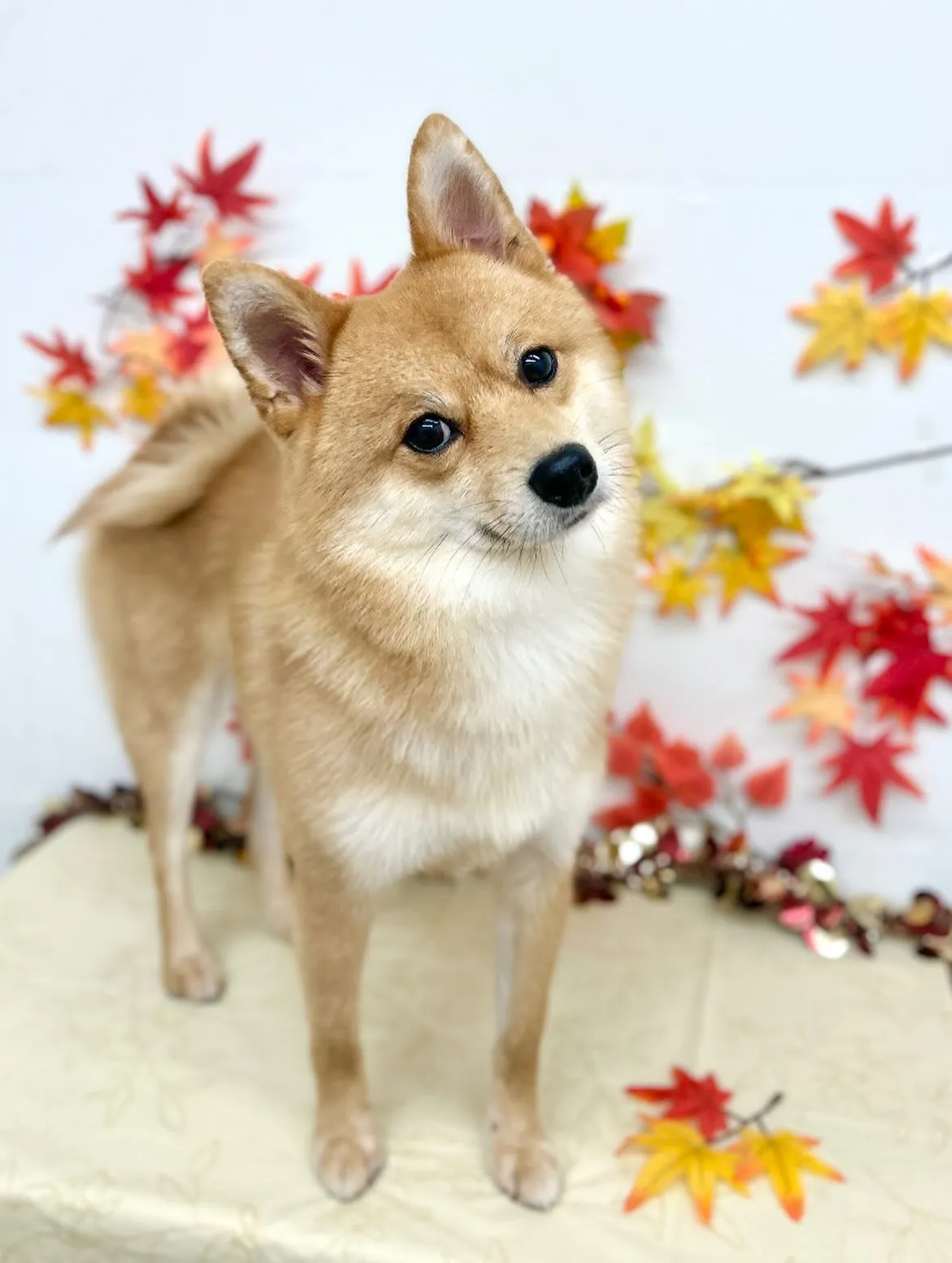 🍁ロキくん🍂