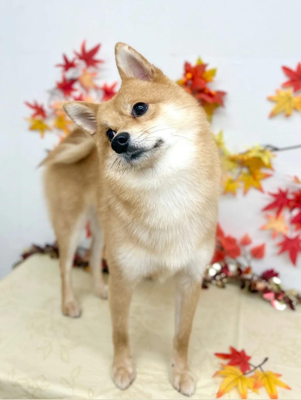 🍁ロキくん🍂