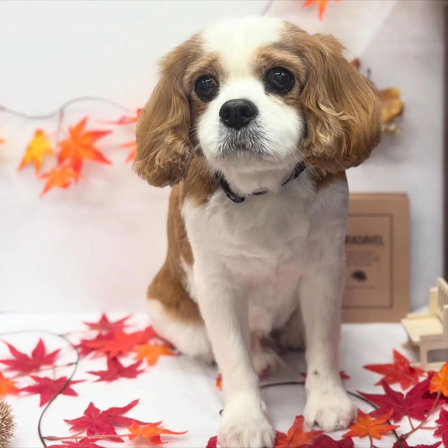 シェイクちゃん🛁