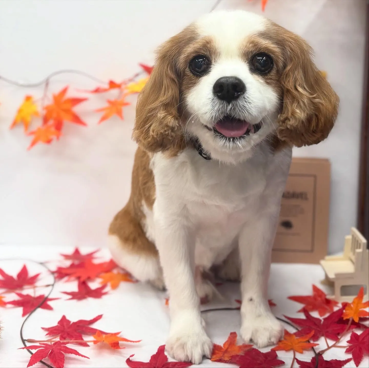 シェイクちゃん🛁