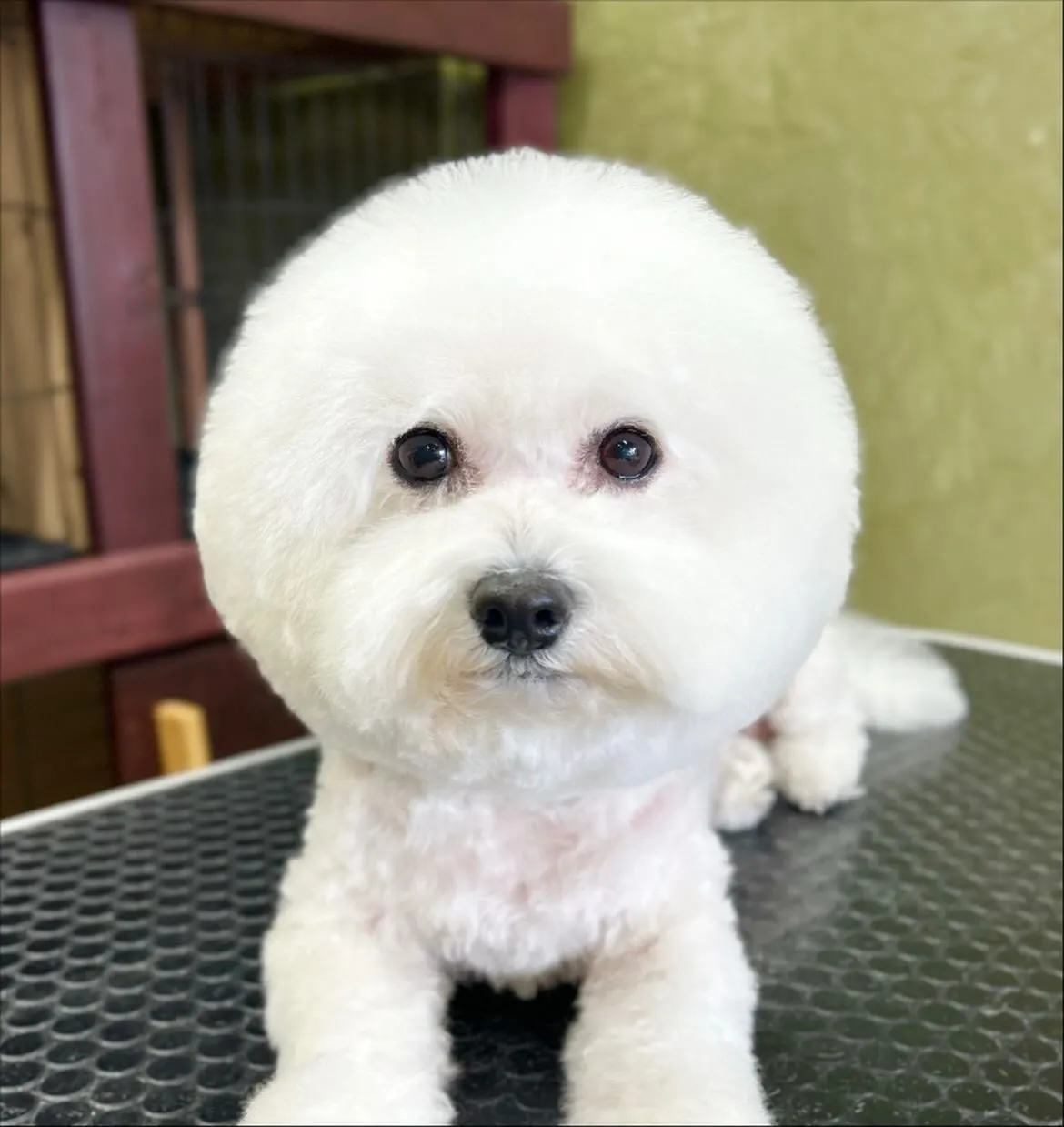 🍁モフィちゃん🍁