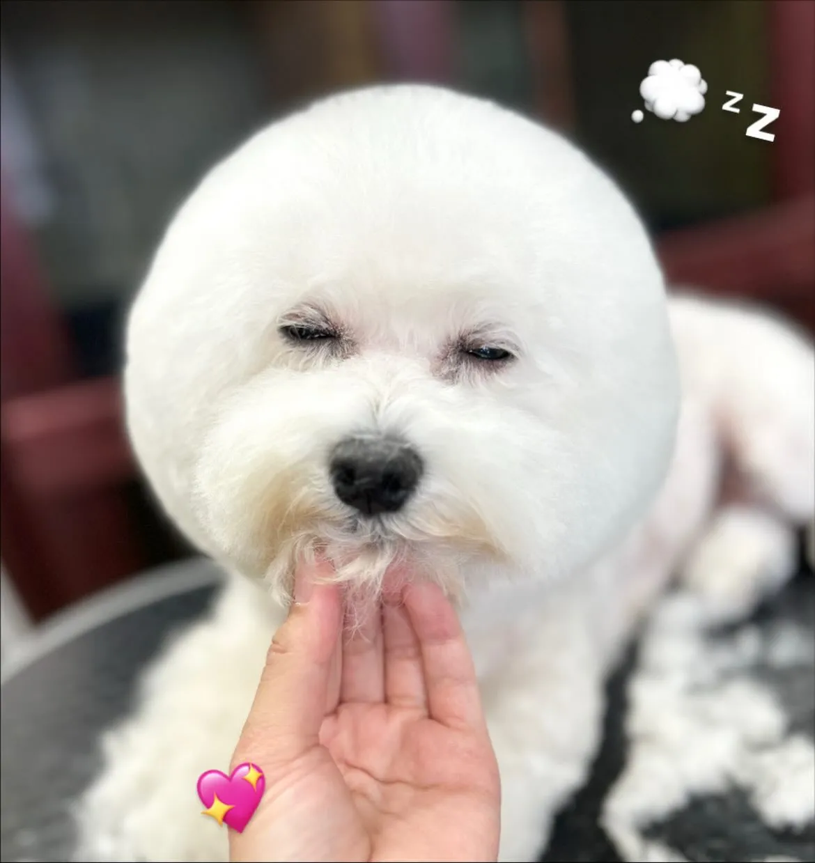 🍁モフィちゃん🍁