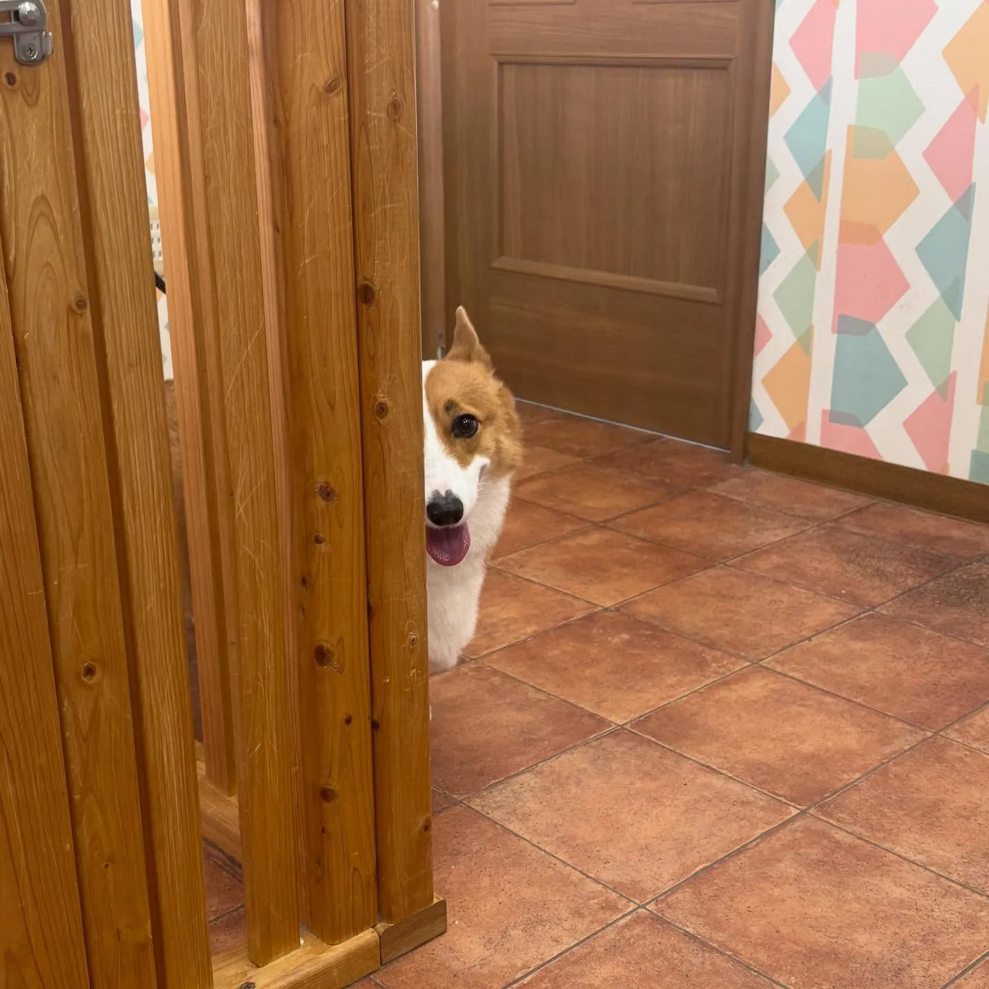 ころろんちゃん🐼