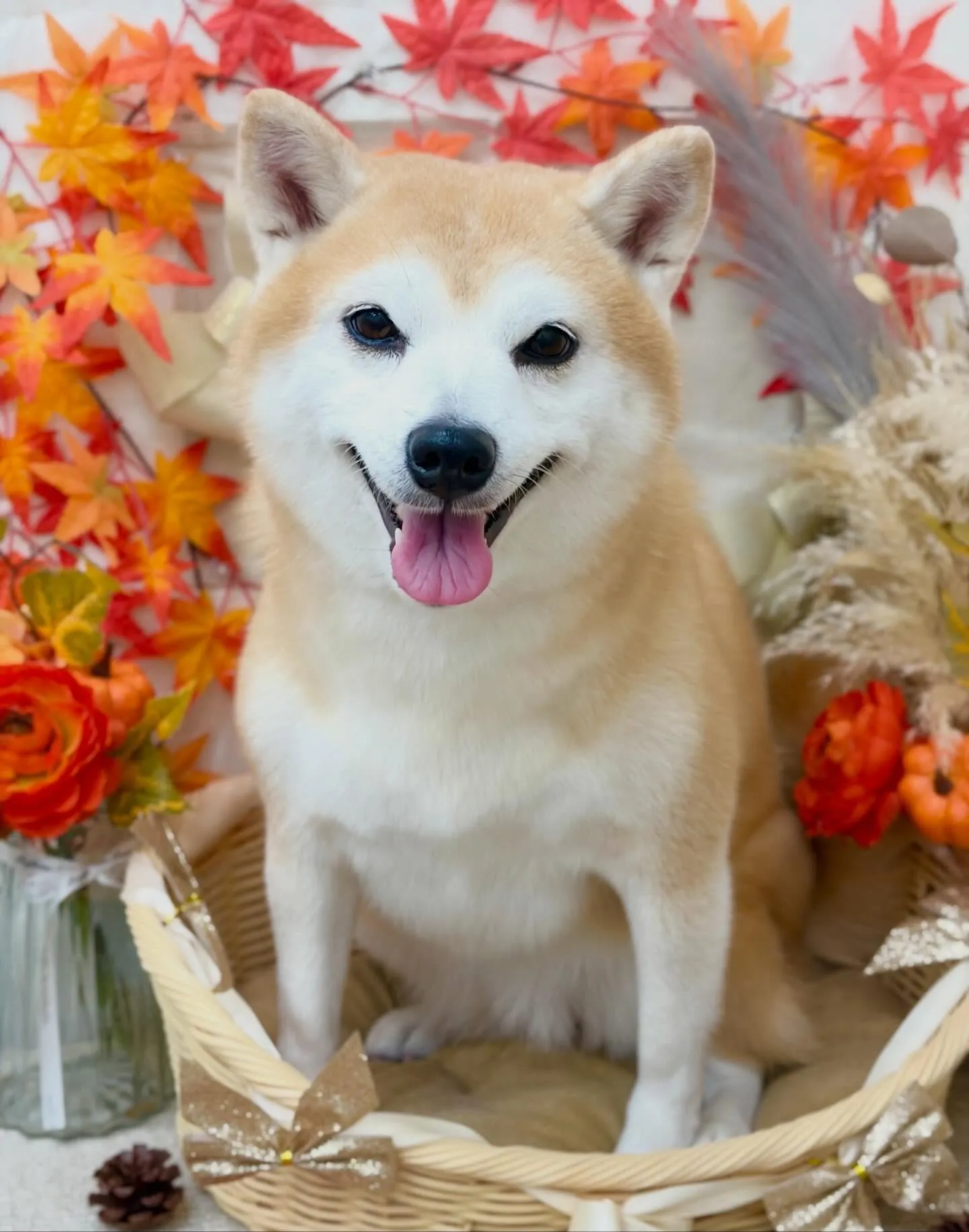 りんちゃん🍂🧶