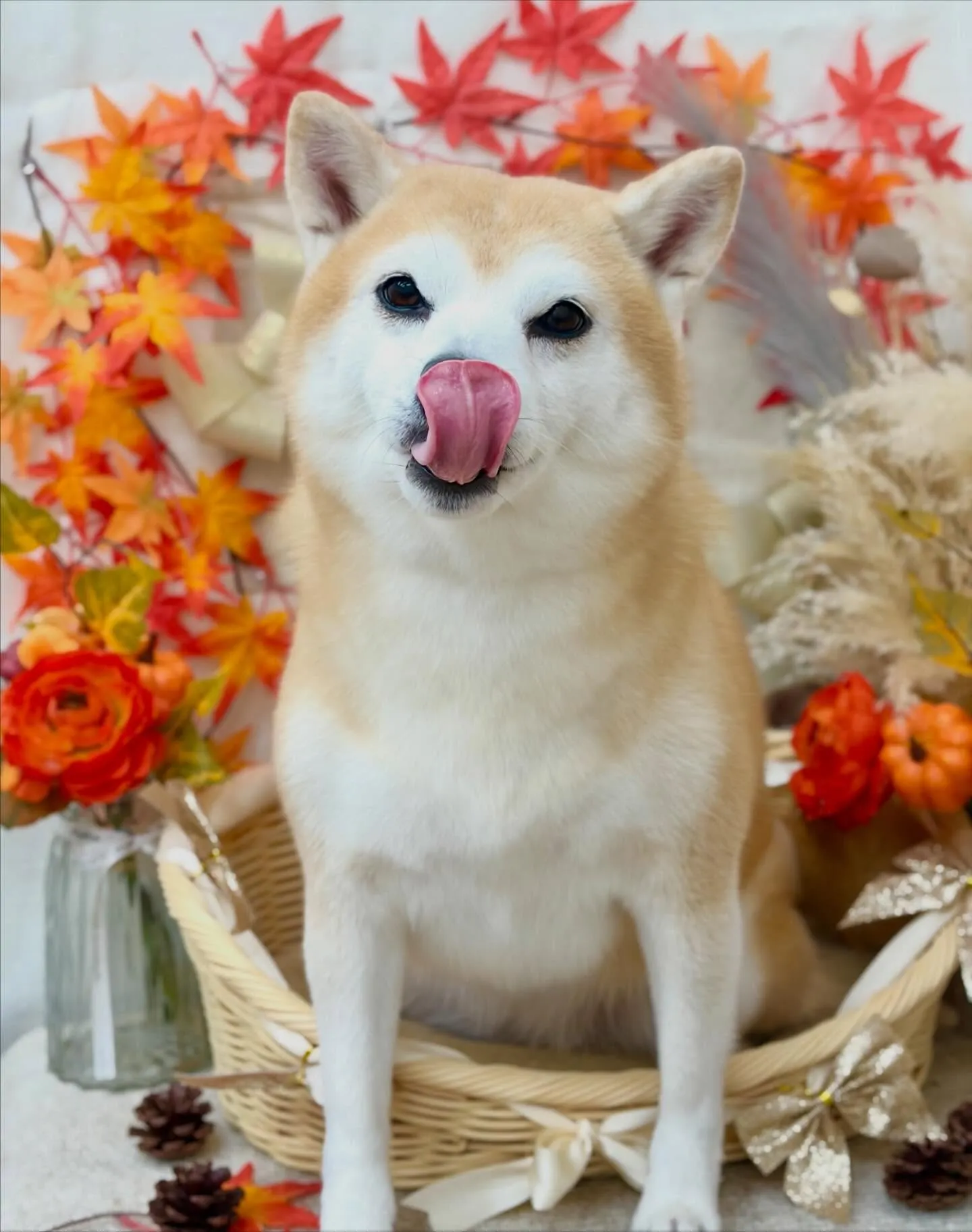 りんちゃん🍂🧶