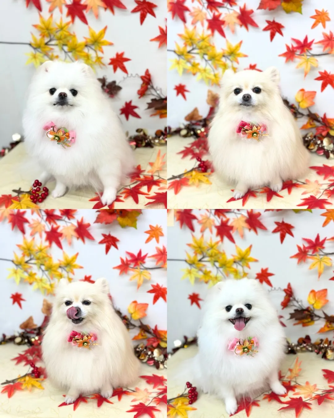 🍁さわちゃん･もかちゃん🍁