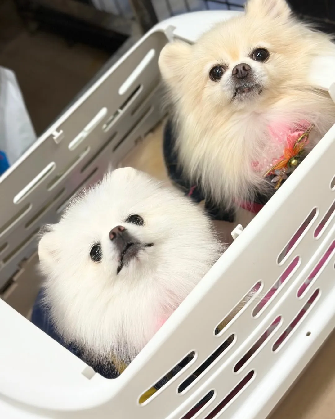 🍁さわちゃん･もかちゃん🍁