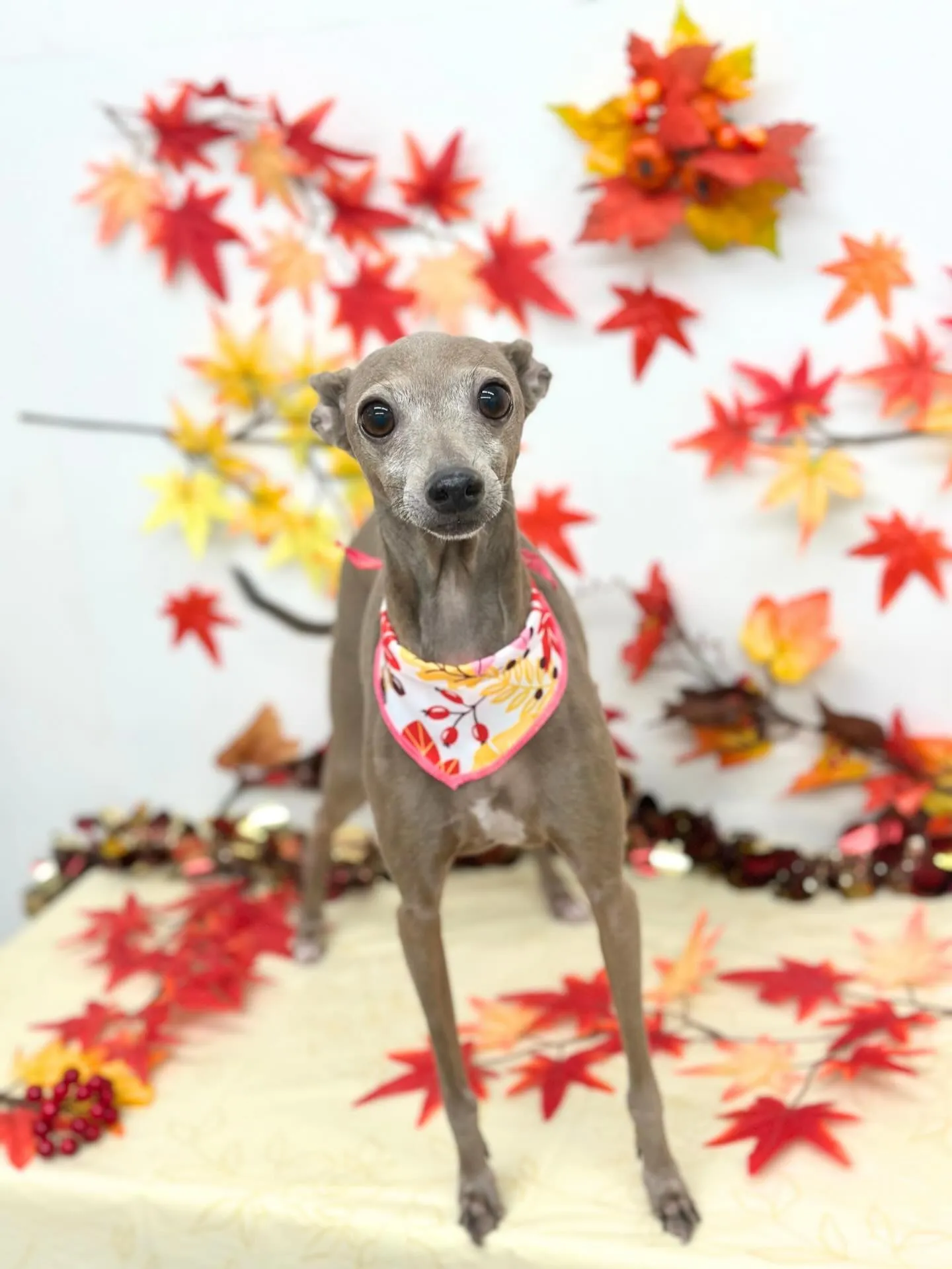 🍁はなちゃん🍁