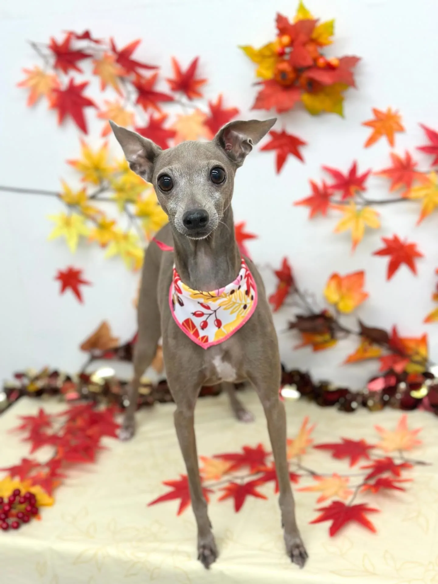 🍁はなちゃん🍁