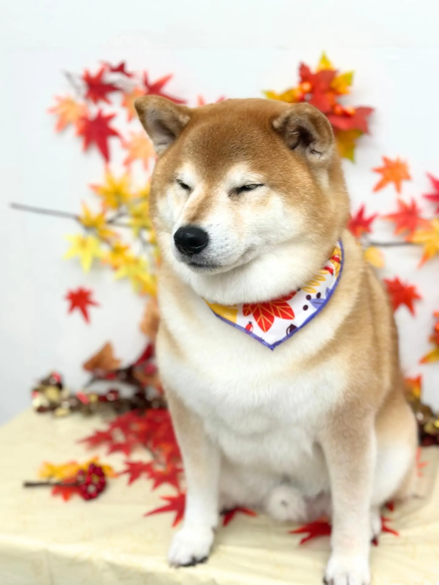 🍁まめくん🍁