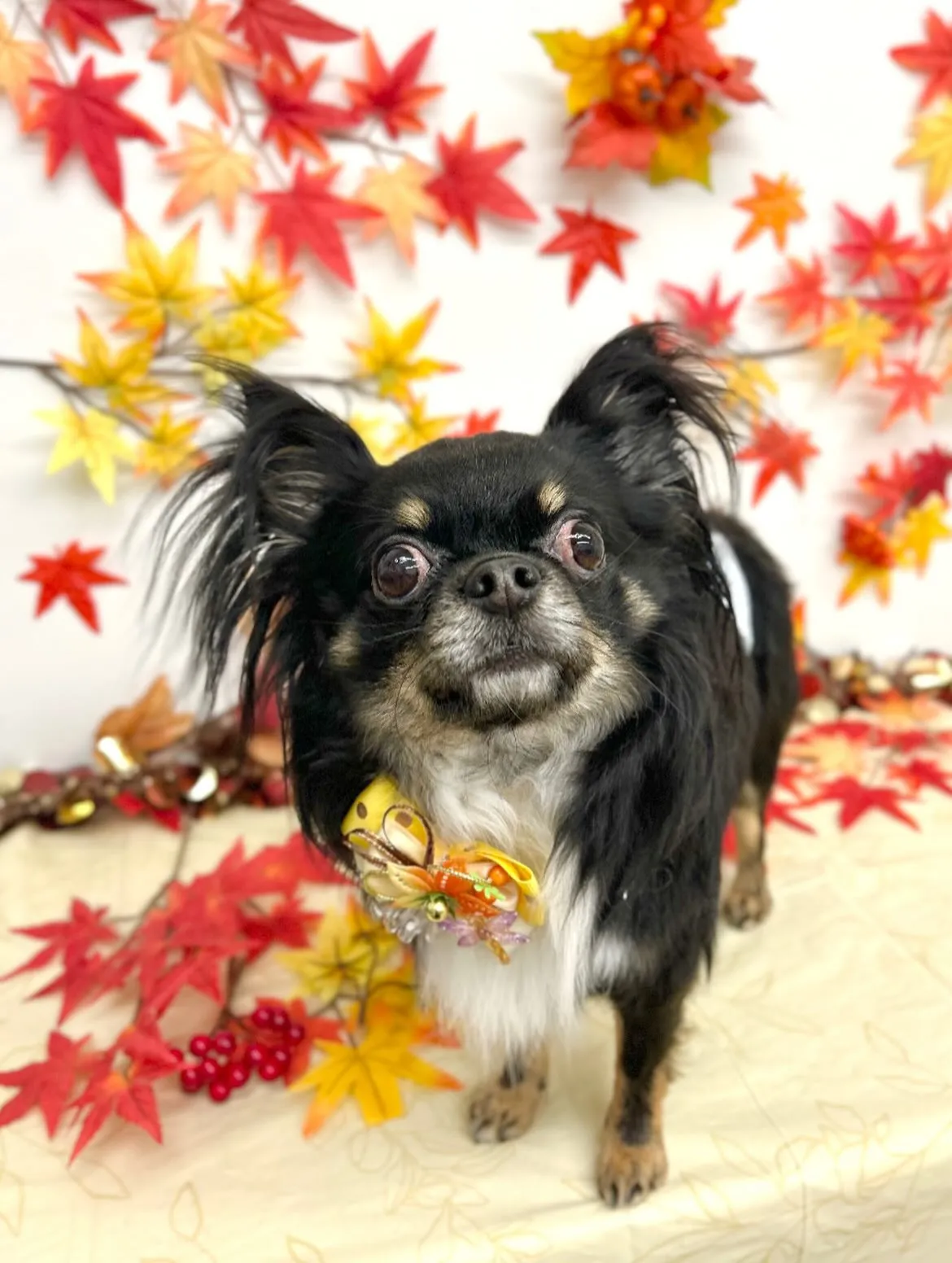 🍁むぎくん🍂