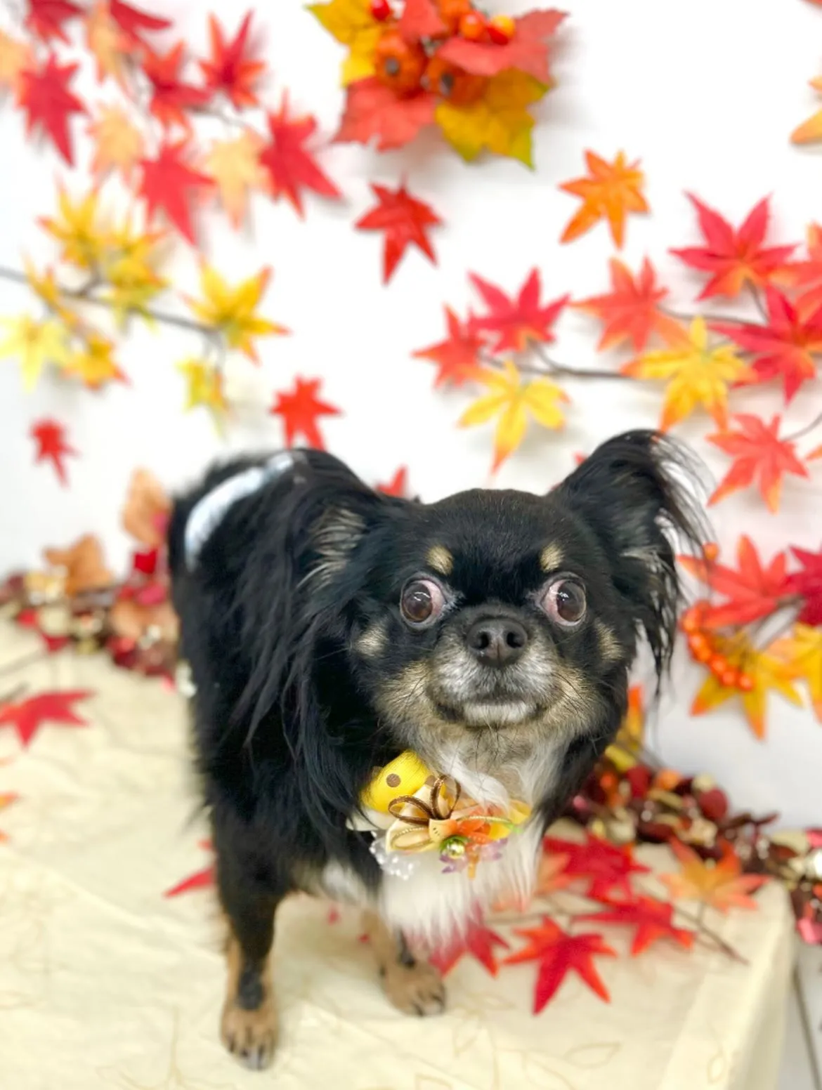 🍁むぎくん🍂