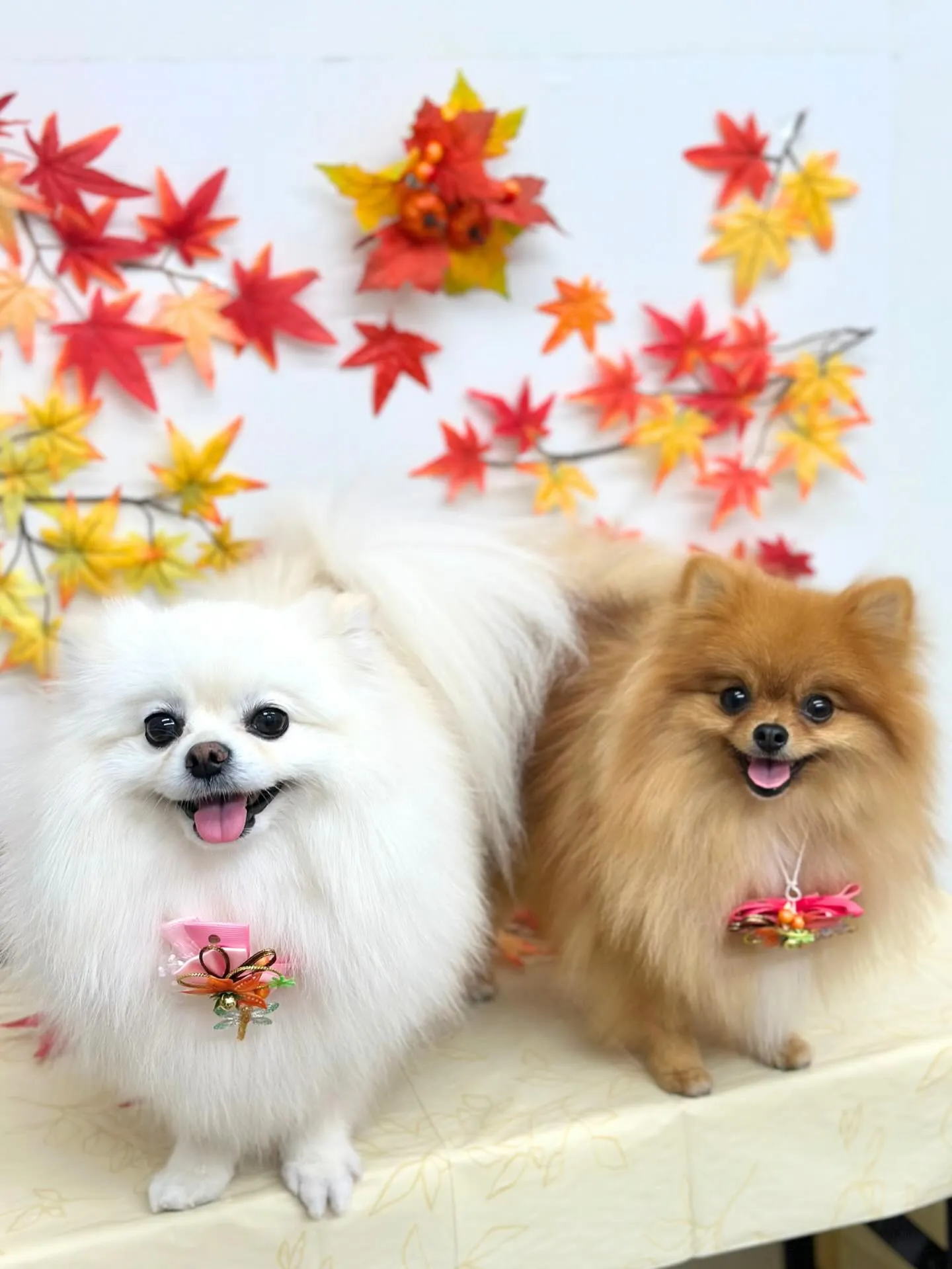 🍁ピノちゃん･チャイちゃん🍁