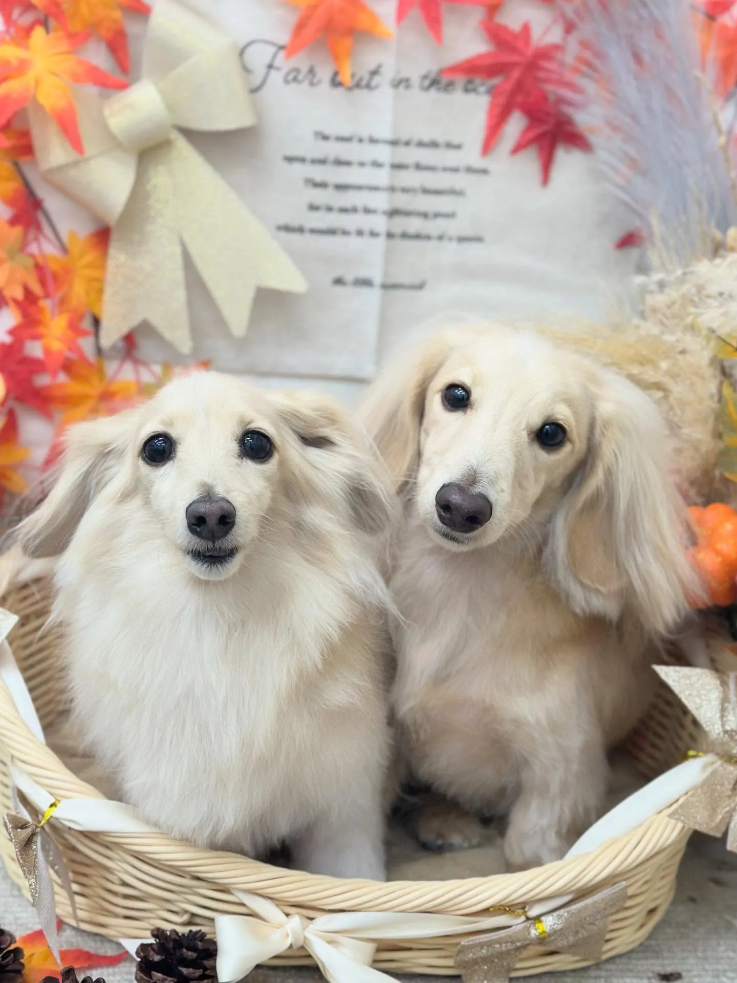 つきくん、そらくん🌙💭