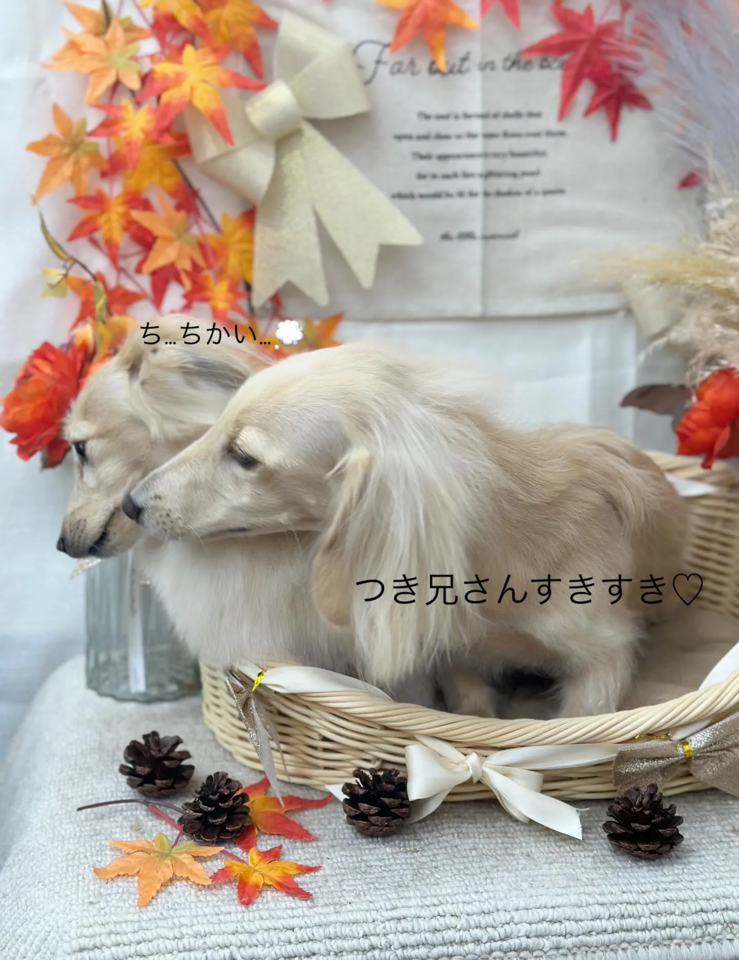 つきくん、そらくん🌙💭