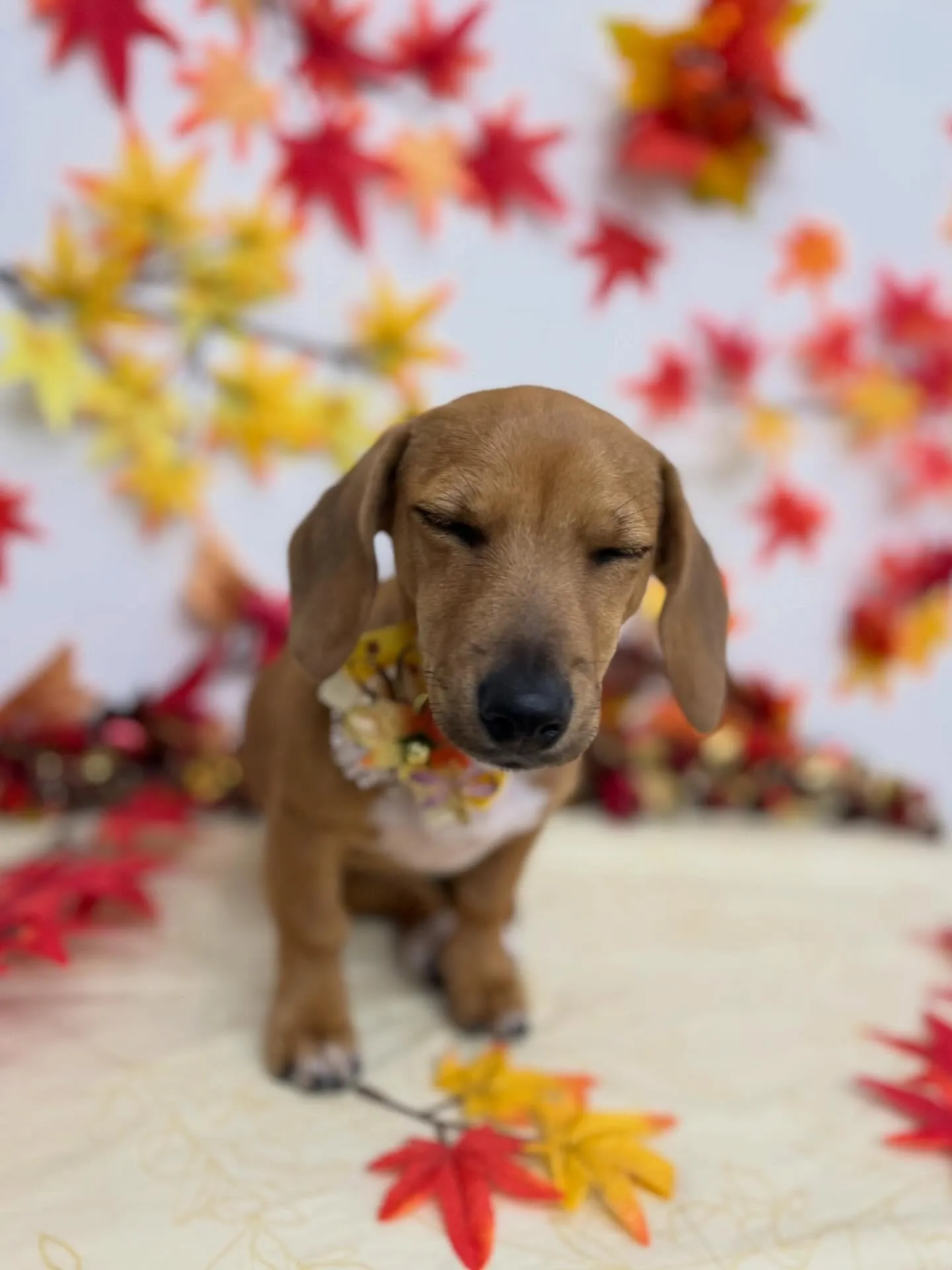 ぴぃちゃん🩷🍁