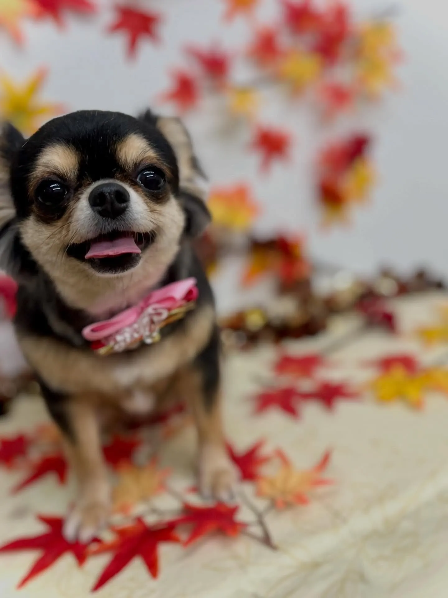 真琴ちゃん🩷🍁