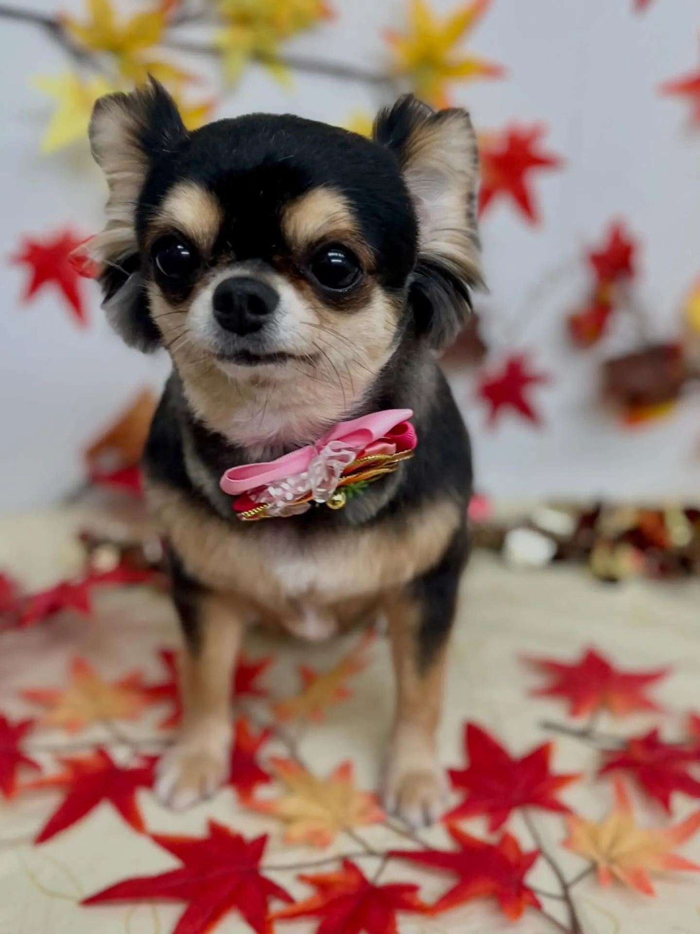 真琴ちゃん🩷🍁