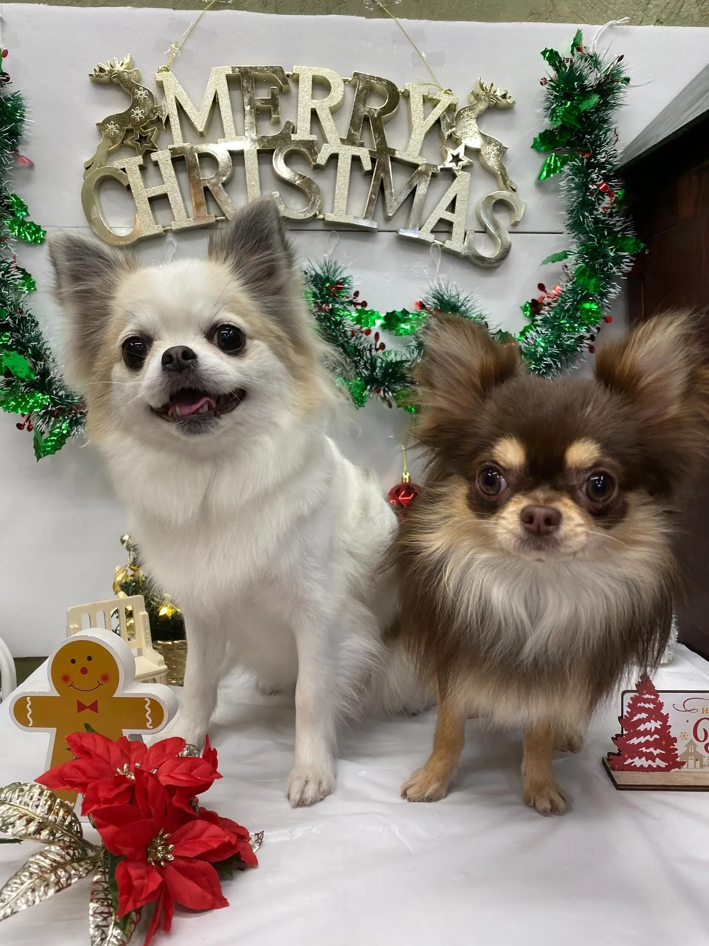 💓ルナちゃんとモカちゃん💓