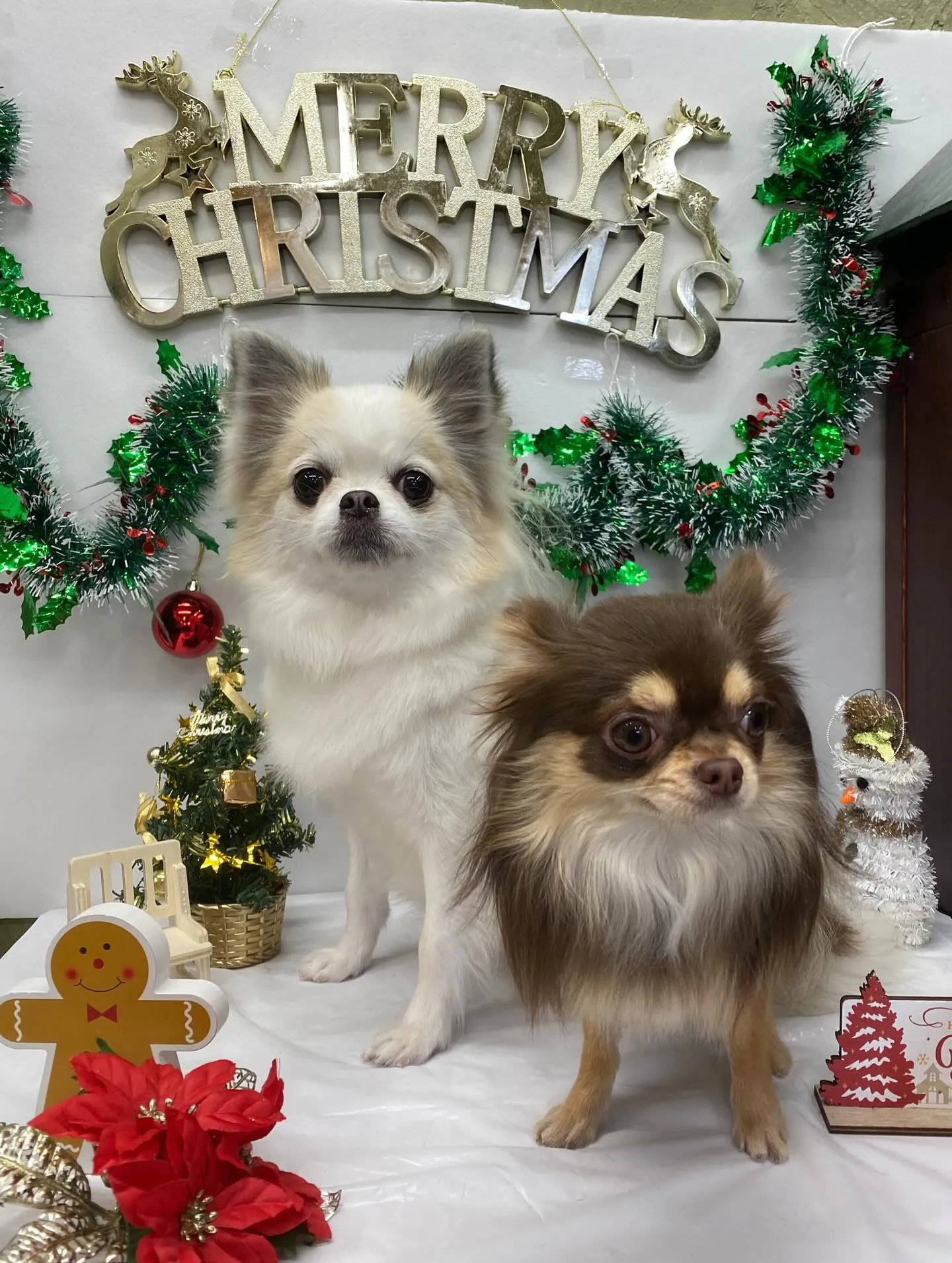 💓ルナちゃんとモカちゃん💓