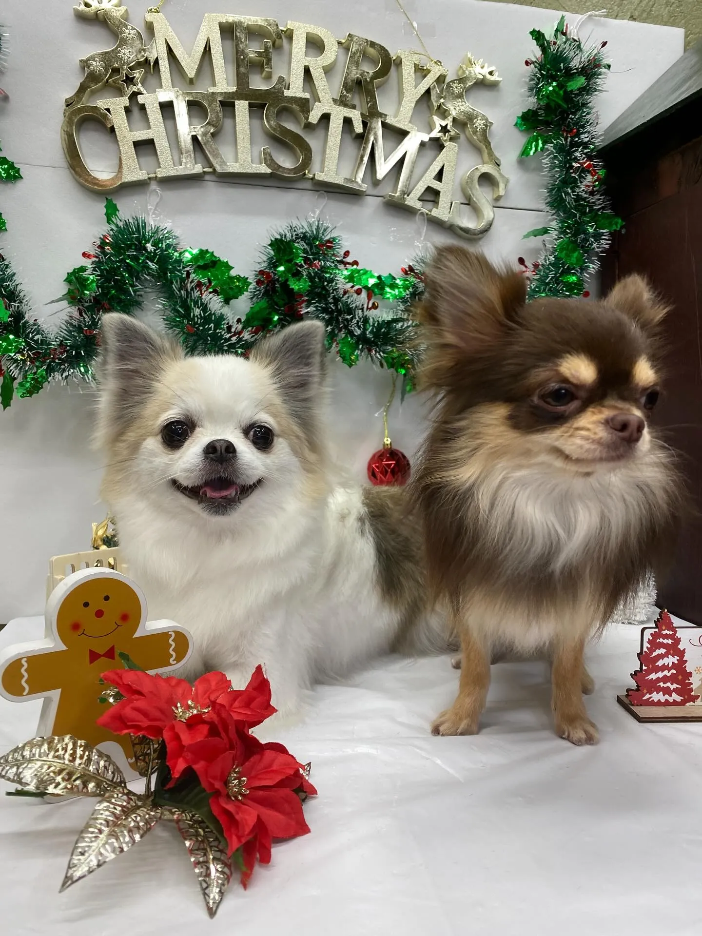 💓ルナちゃんとモカちゃん💓