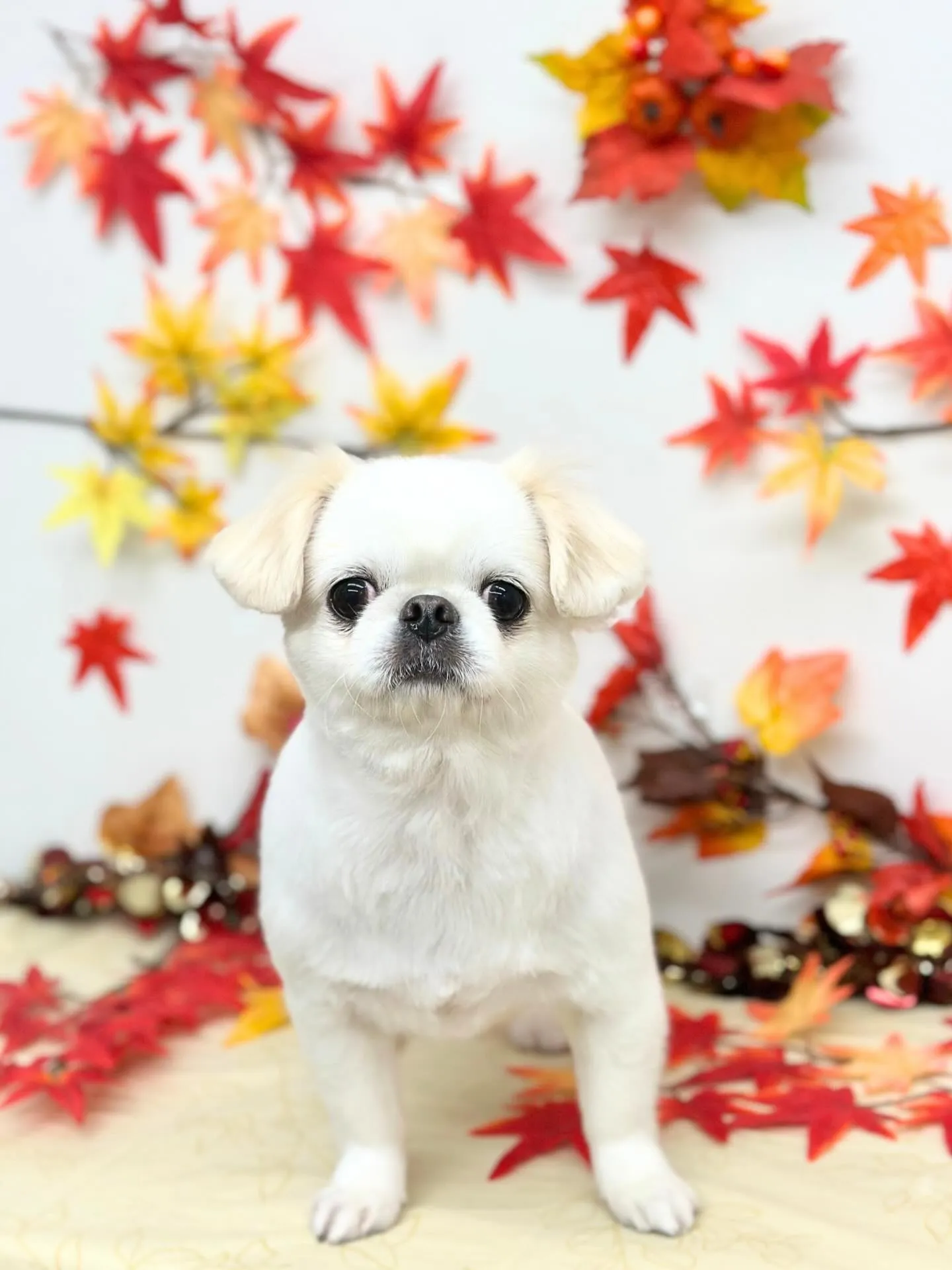 🍁めめちゃん🍁