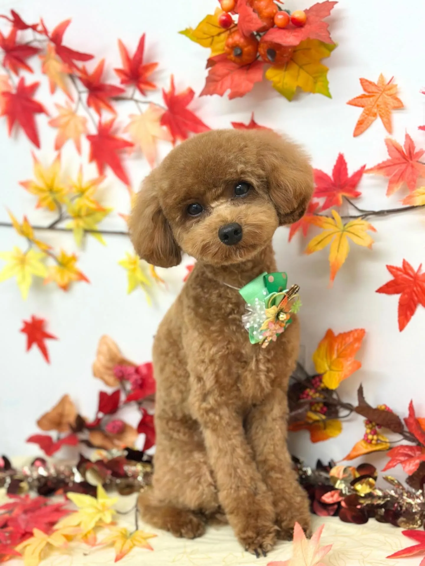 🍁ぷうくん🍁