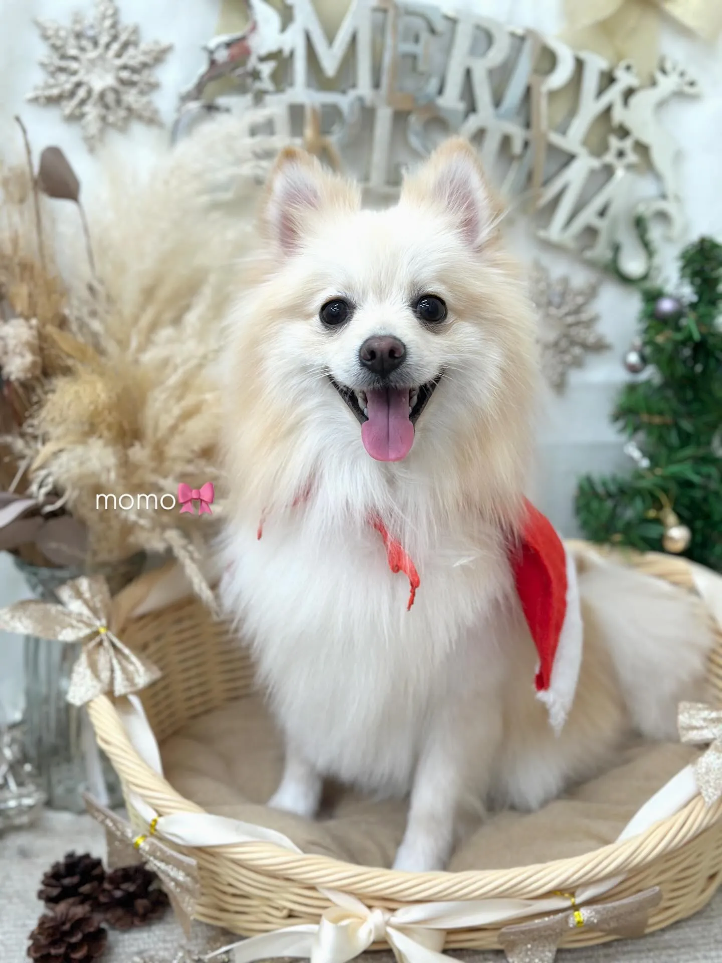 ももちゃん🎅🏻🎀