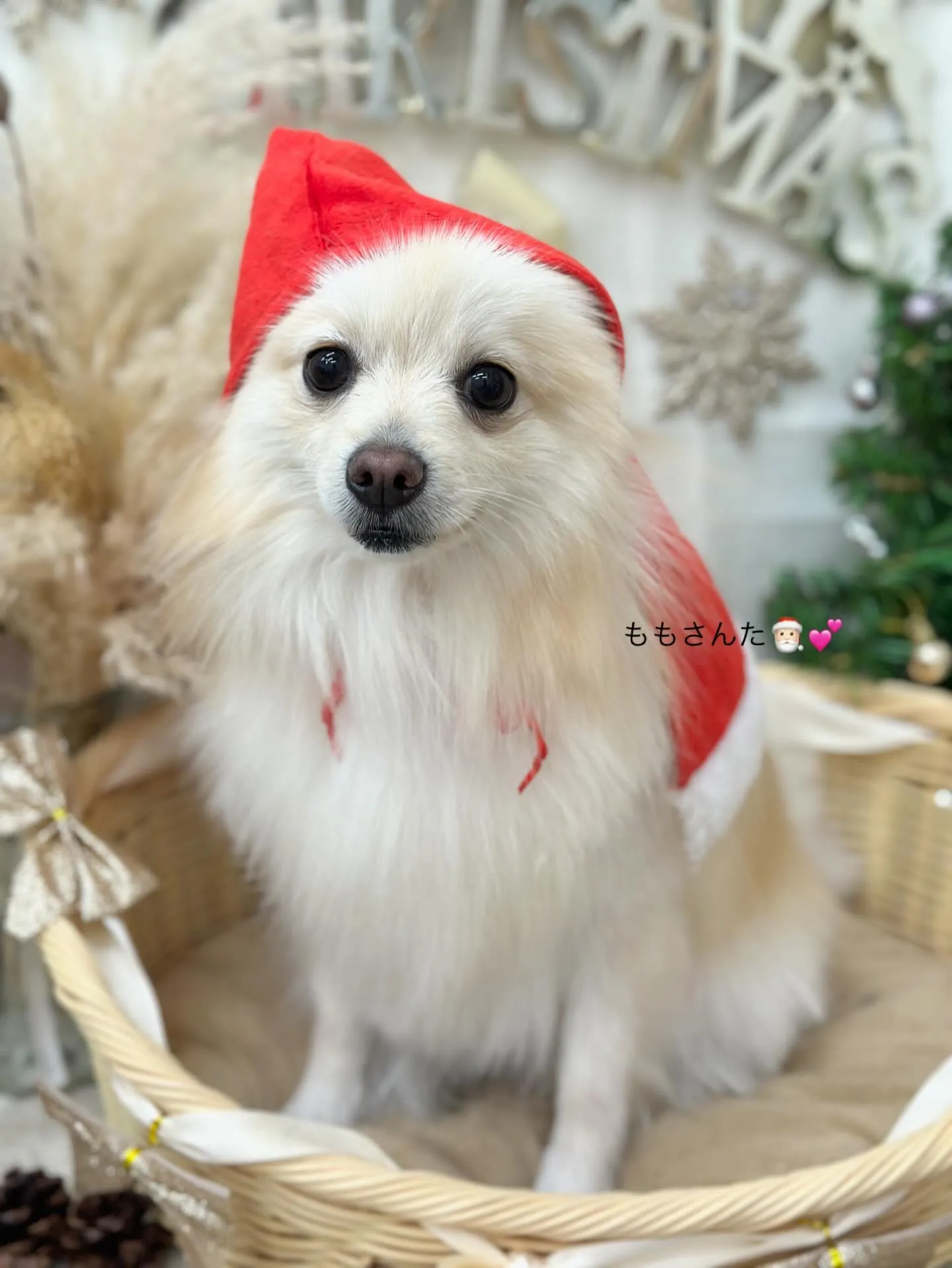 ももちゃん🎅🏻🎀