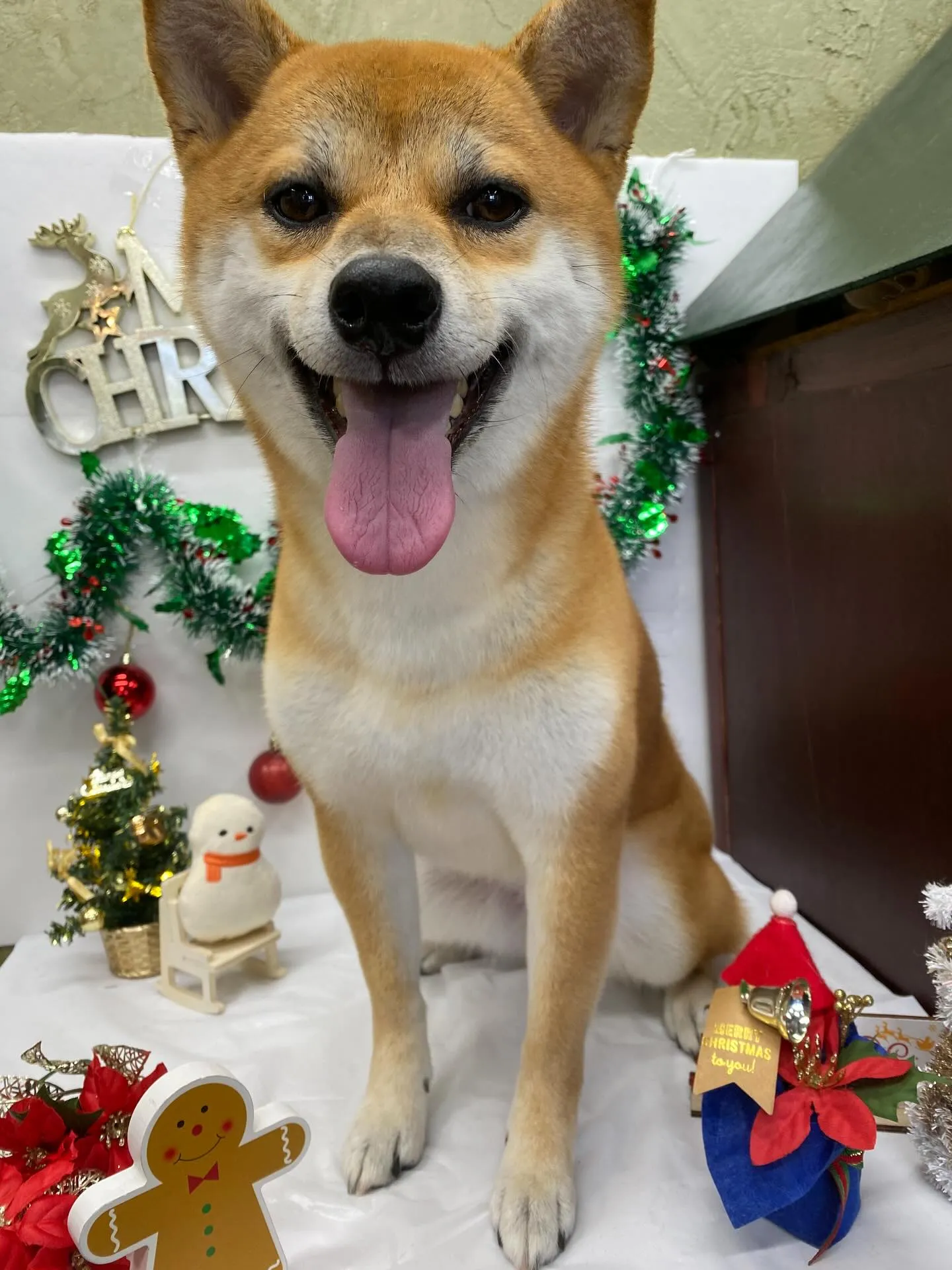 あずきちゃん💓