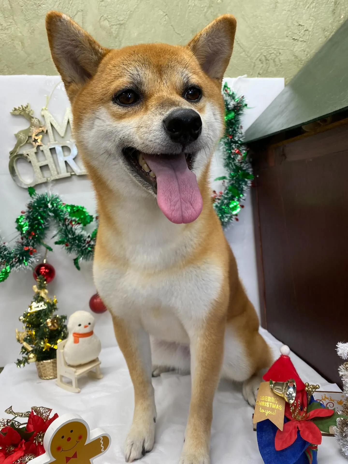 あずきちゃん💓