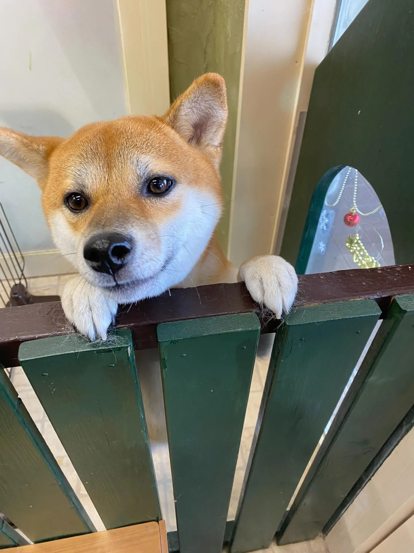 あずきちゃん💓