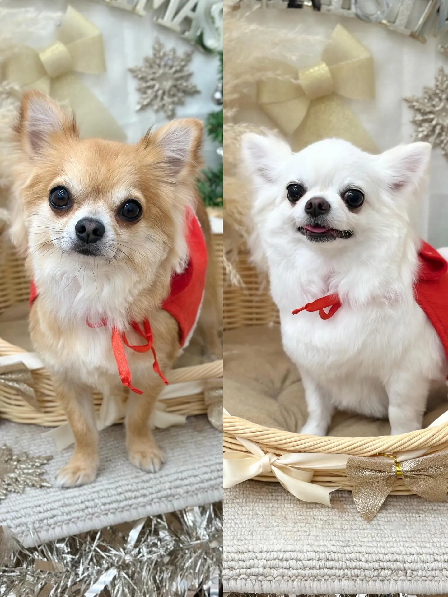 🎄ちゃめるさん＆ちょっぴーさん🎁