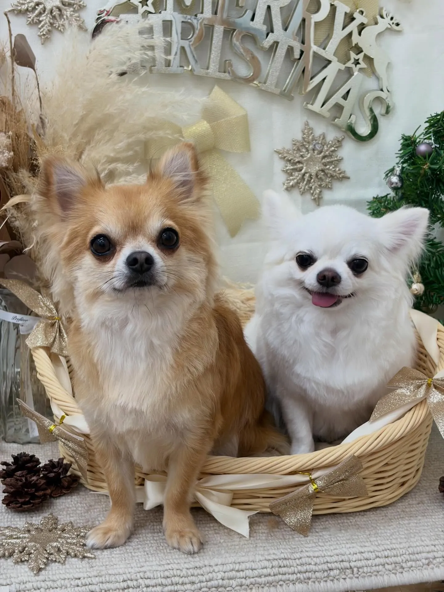 🎄ちゃめるさん＆ちょっぴーさん🎁